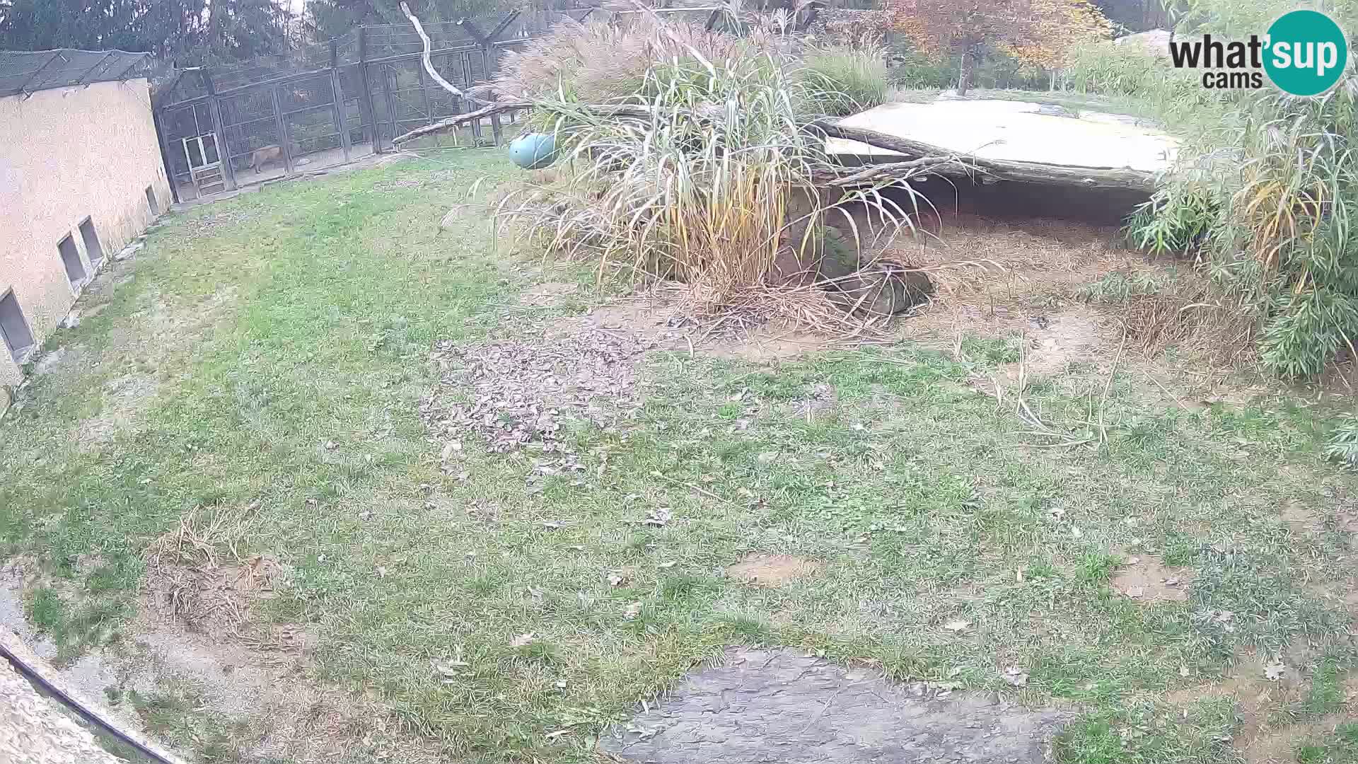 Lavovi web kamera uživo u ljubljanskom zoološkom vrtu – Slovenija