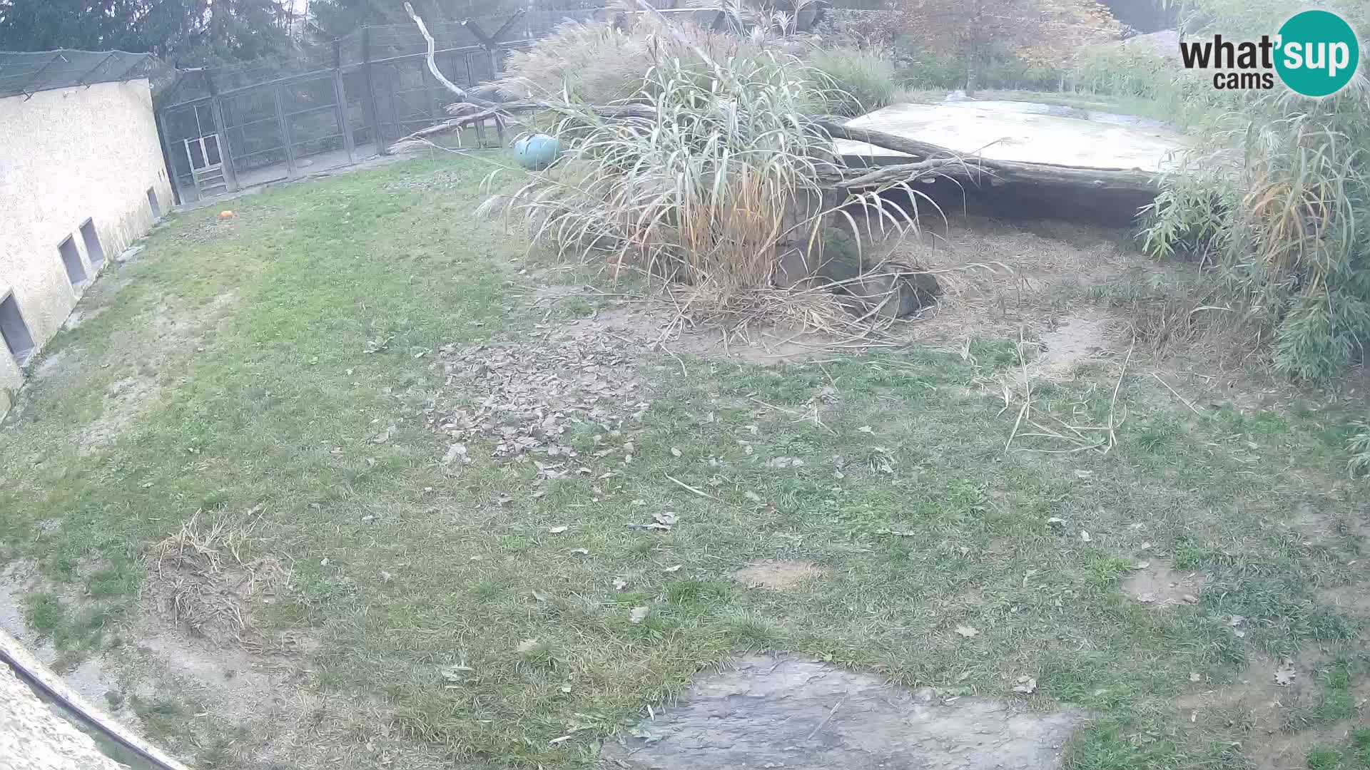 LEONE live Webcam nello zoo di Lubiana – Slovenia