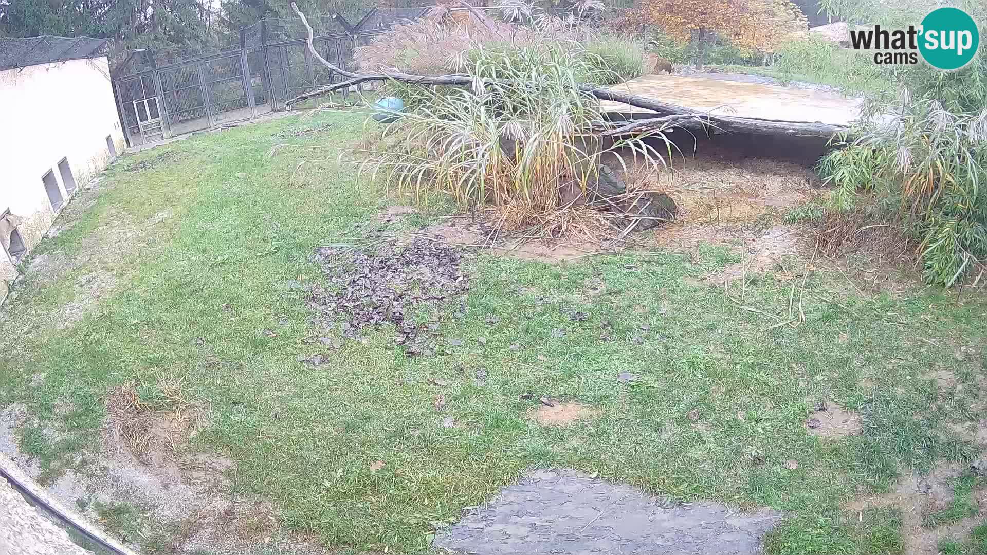 Lavovi web kamera uživo u ljubljanskom zoološkom vrtu – Slovenija