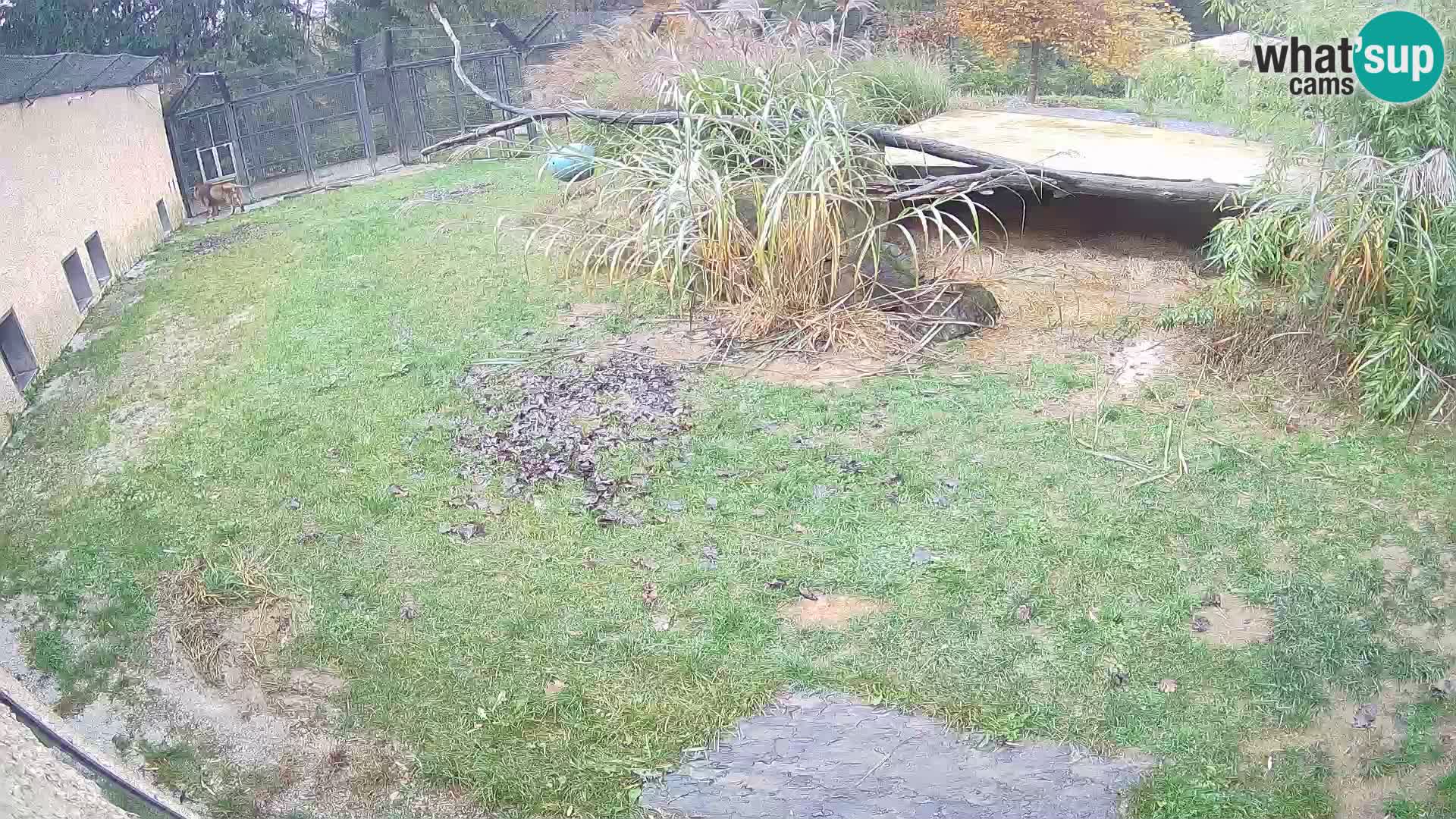 Lavovi web kamera uživo u ljubljanskom zoološkom vrtu – Slovenija