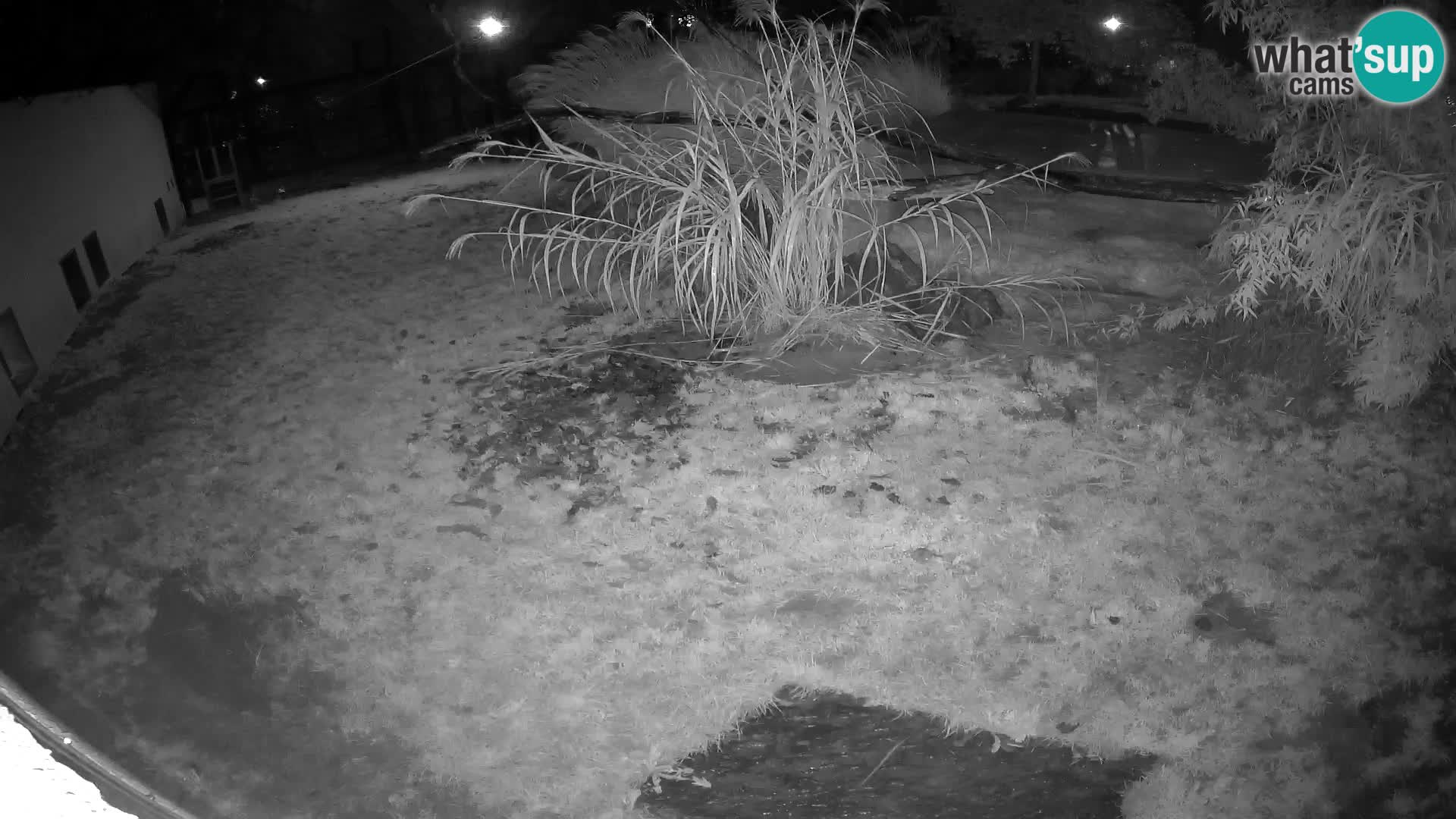 LEON Webcam en vivo en Ljubljana Zoo – Eslovenia