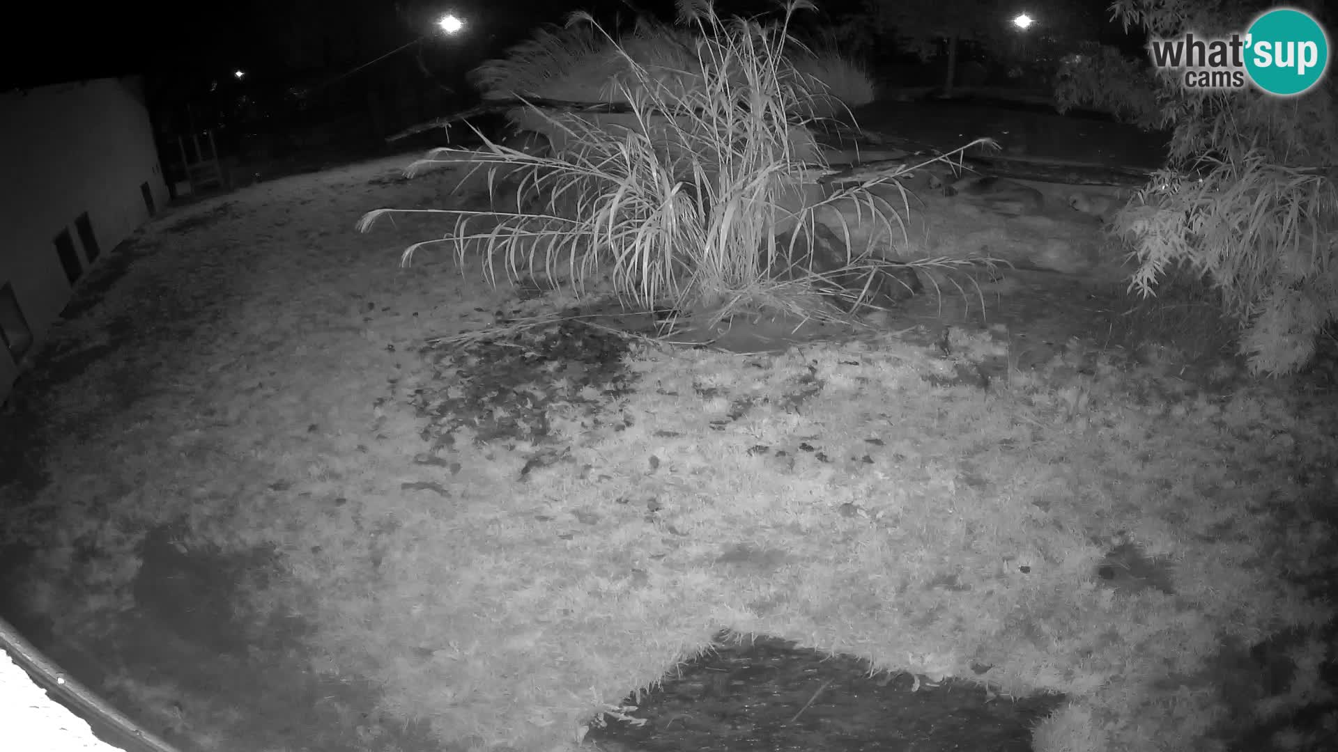 LEONE live Webcam nello zoo di Lubiana – Slovenia