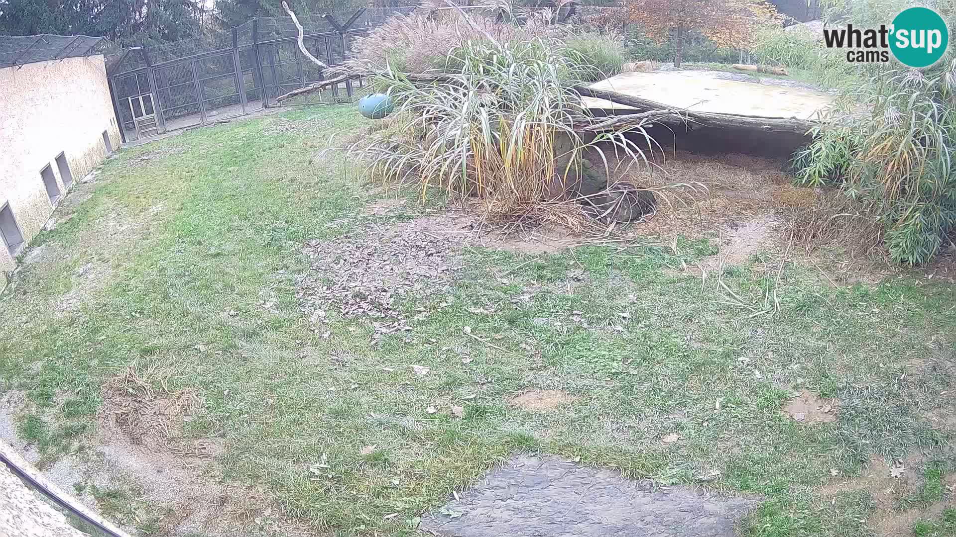 LEON Webcam en vivo en Ljubljana Zoo – Eslovenia