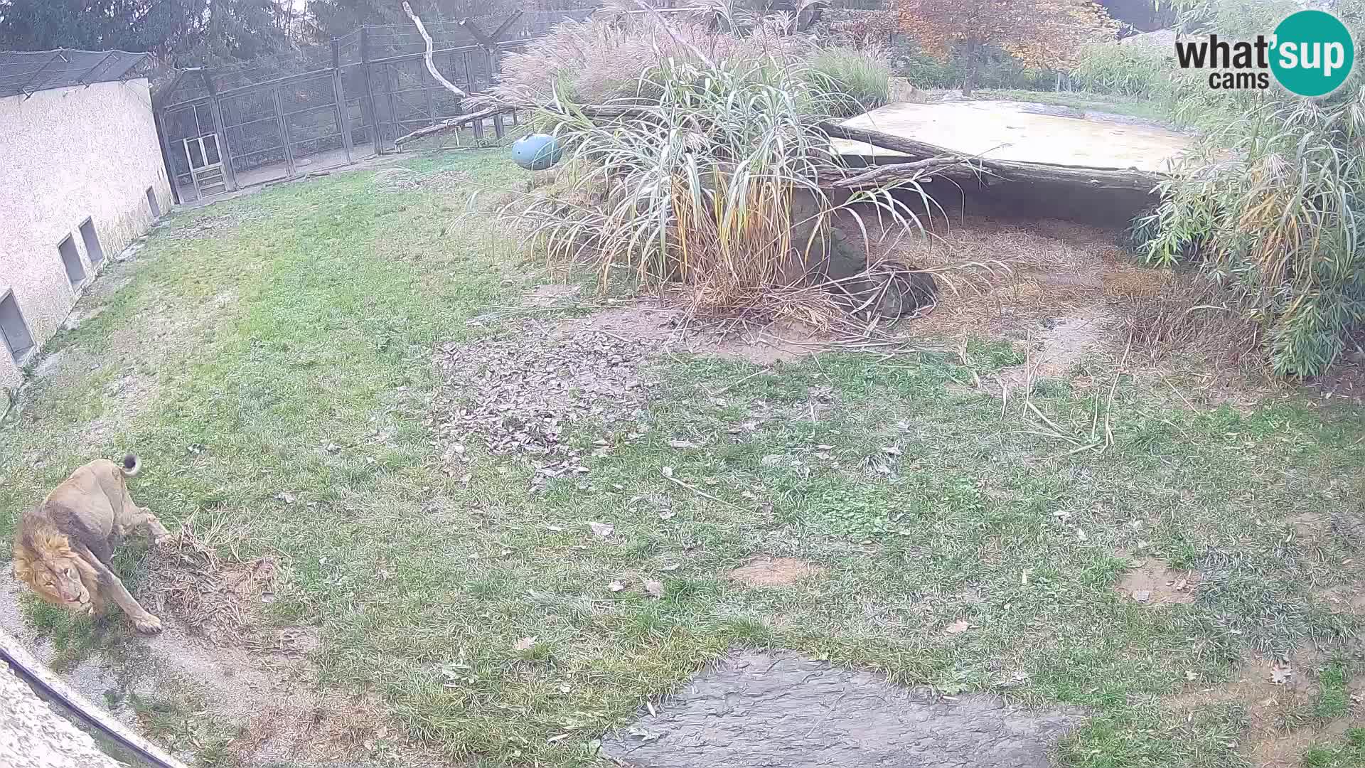 Lavovi web kamera uživo u ljubljanskom zoološkom vrtu – Slovenija