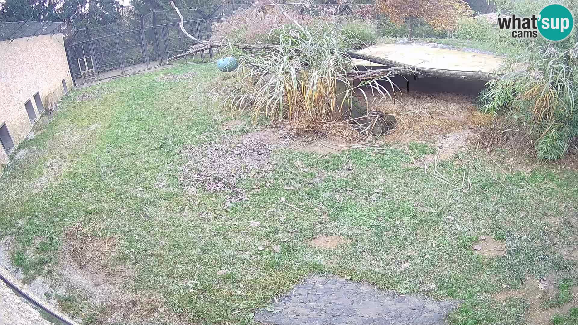 Lavovi web kamera uživo u ljubljanskom zoološkom vrtu – Slovenija