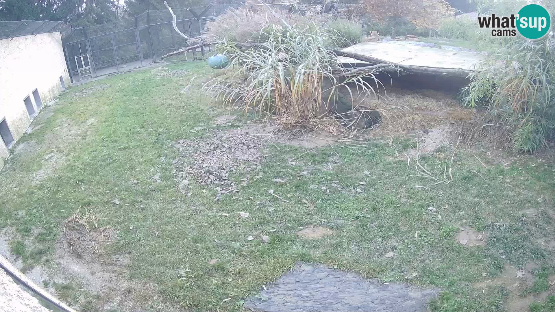 Löwe live Webcam im Zoo von Ljubljana – Slowenien