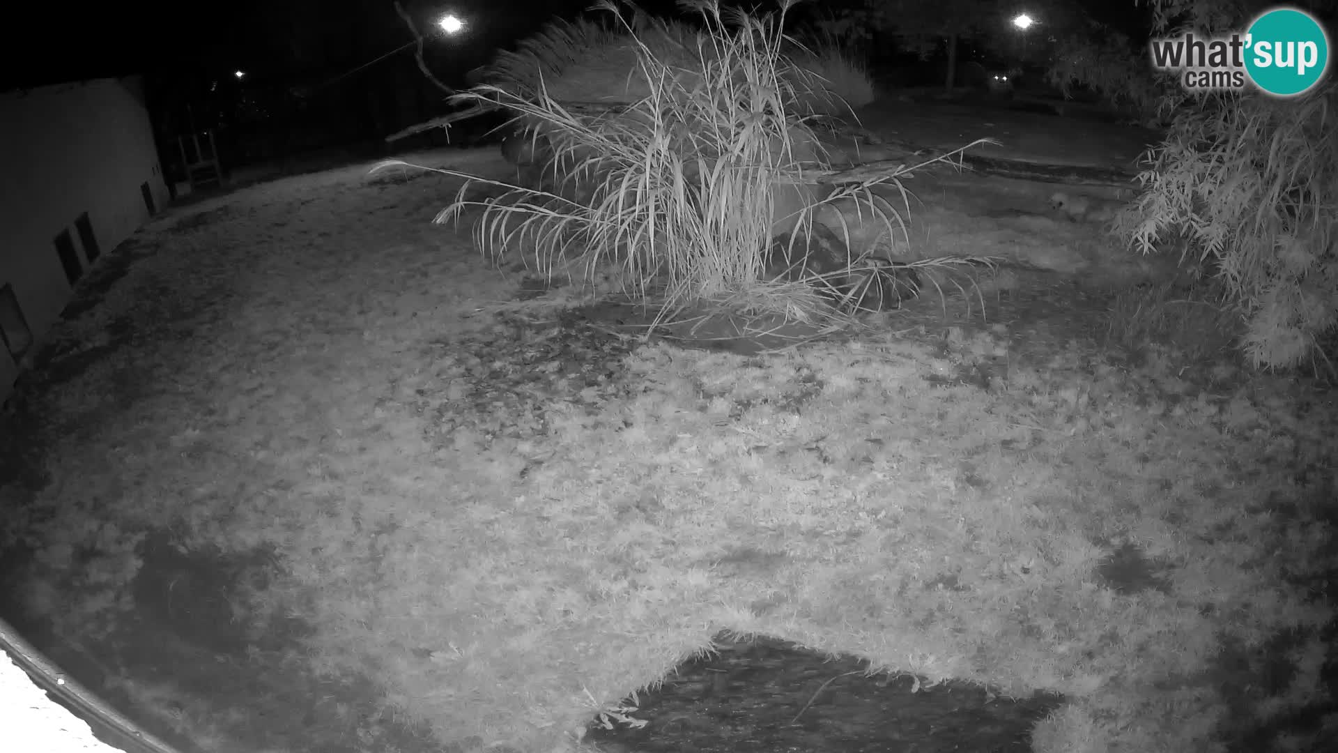 LEON Webcam en vivo en Ljubljana Zoo – Eslovenia