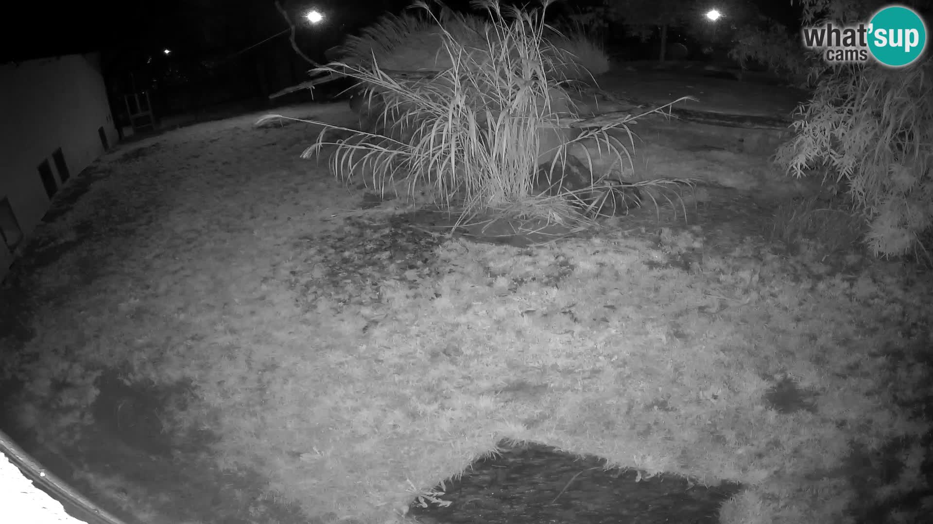 Lavovi web kamera uživo u ljubljanskom zoološkom vrtu – Slovenija