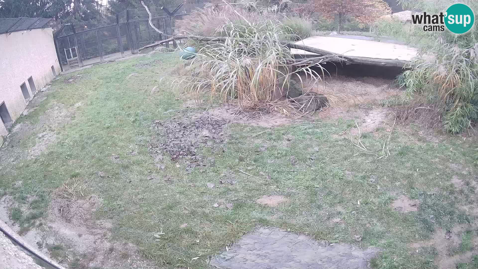LION live Webcam in Ljubljana Zoo – Slovenia