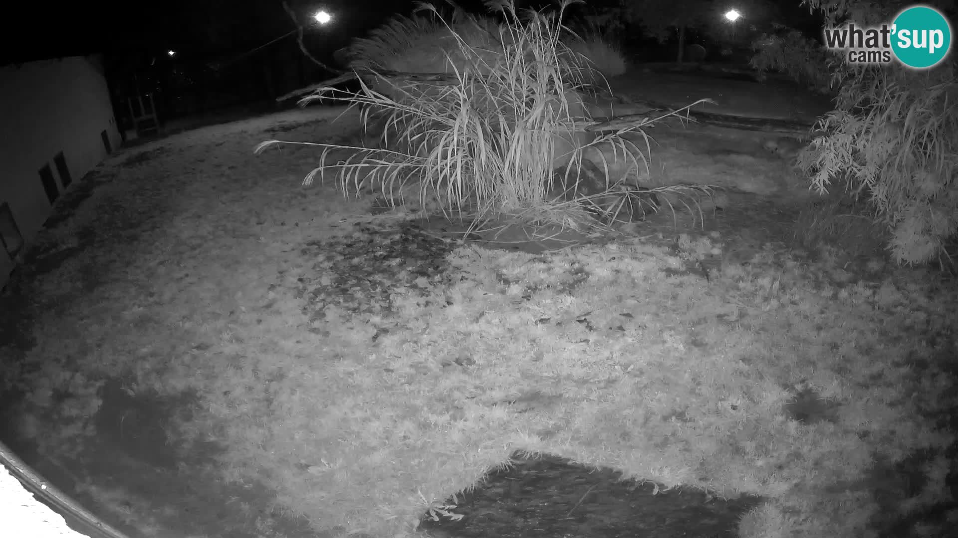 Löwe live Webcam im Zoo von Ljubljana – Slowenien