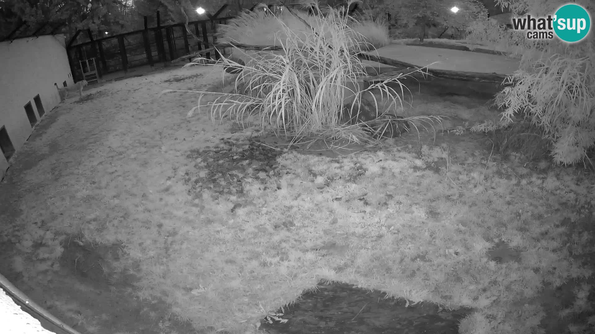 Löwe live Webcam im Zoo von Ljubljana – Slowenien