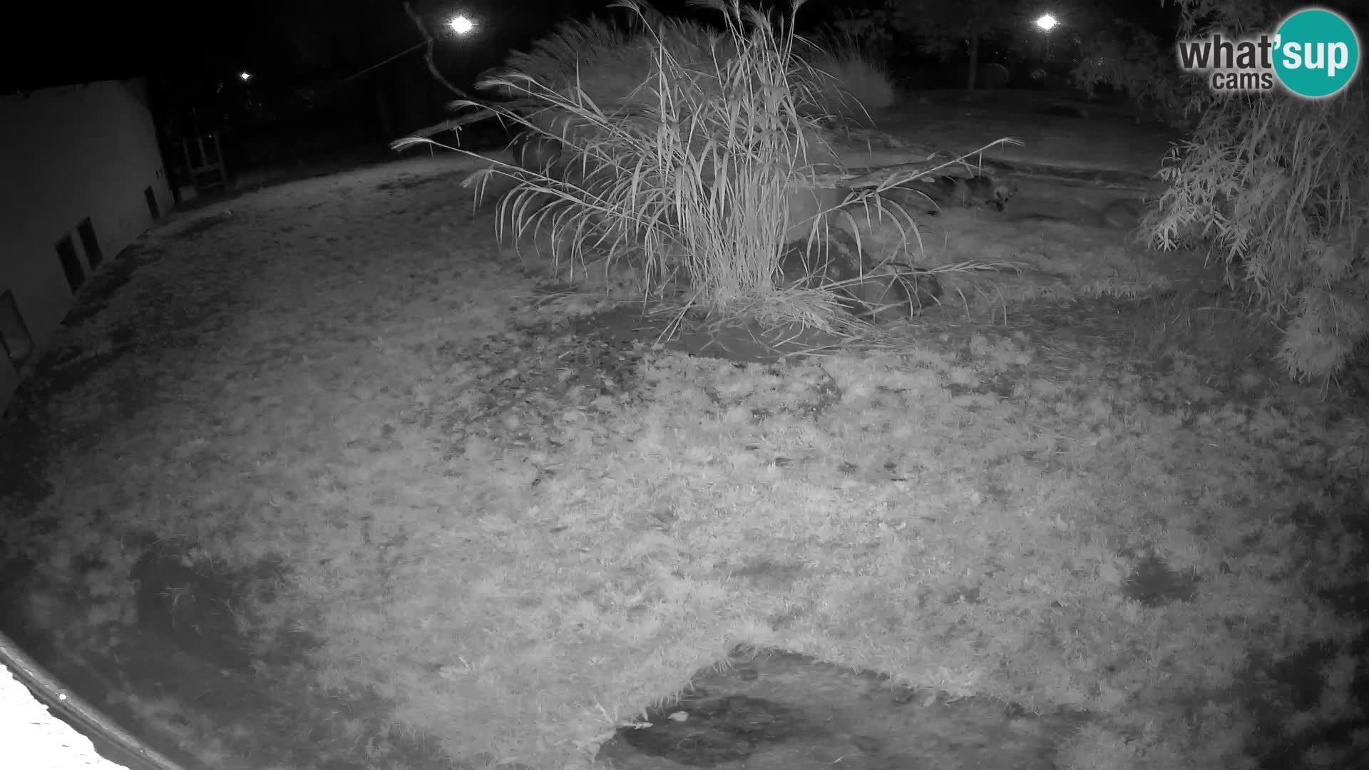 LION live Webcam in Ljubljana Zoo – Slovenia