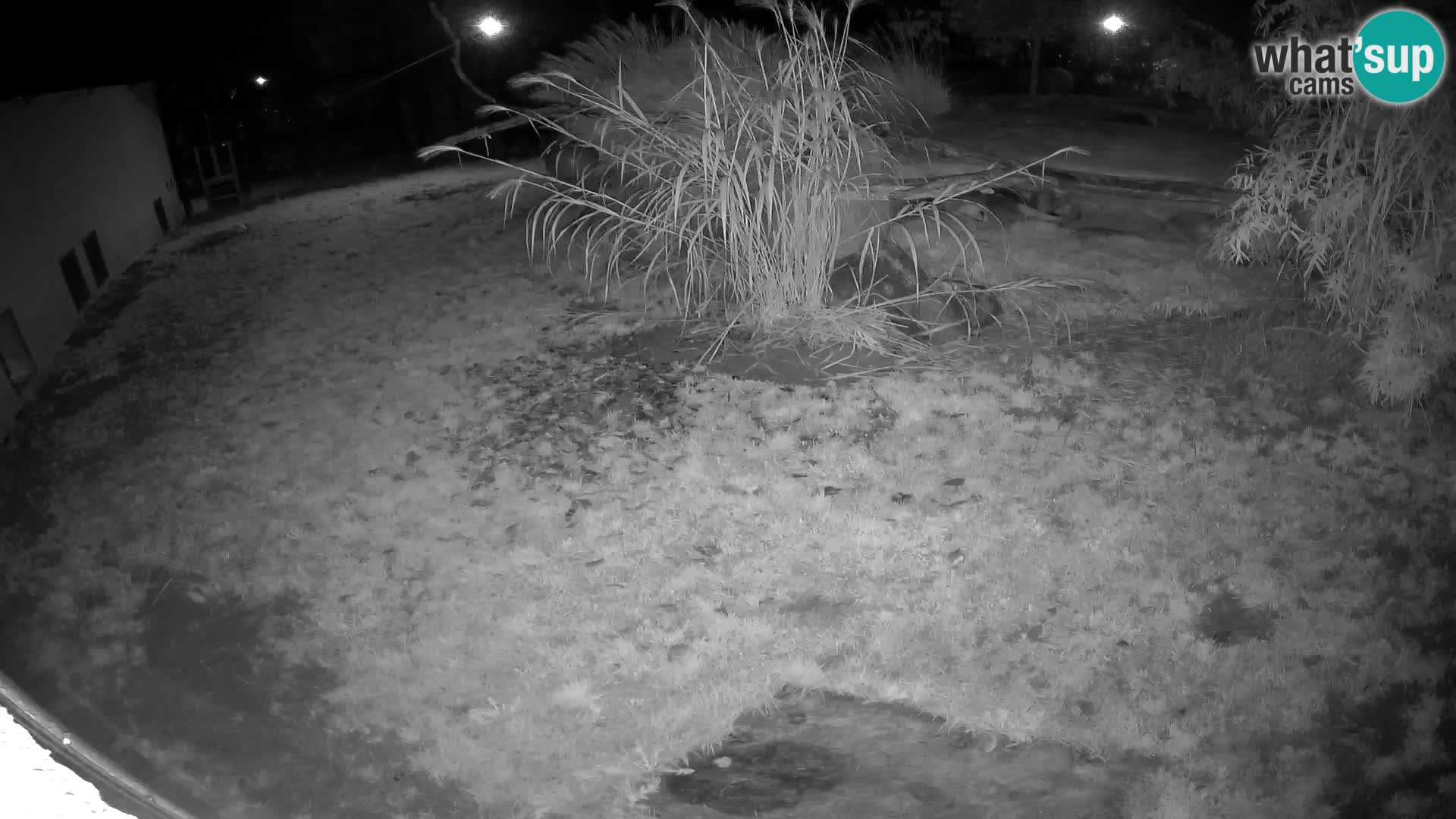 LION webcam en direct du zoo de Ljubljana – Slovénie