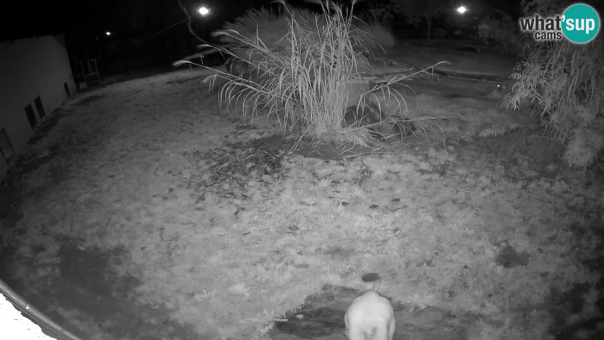 LION live Webcam in Ljubljana Zoo – Slovenia