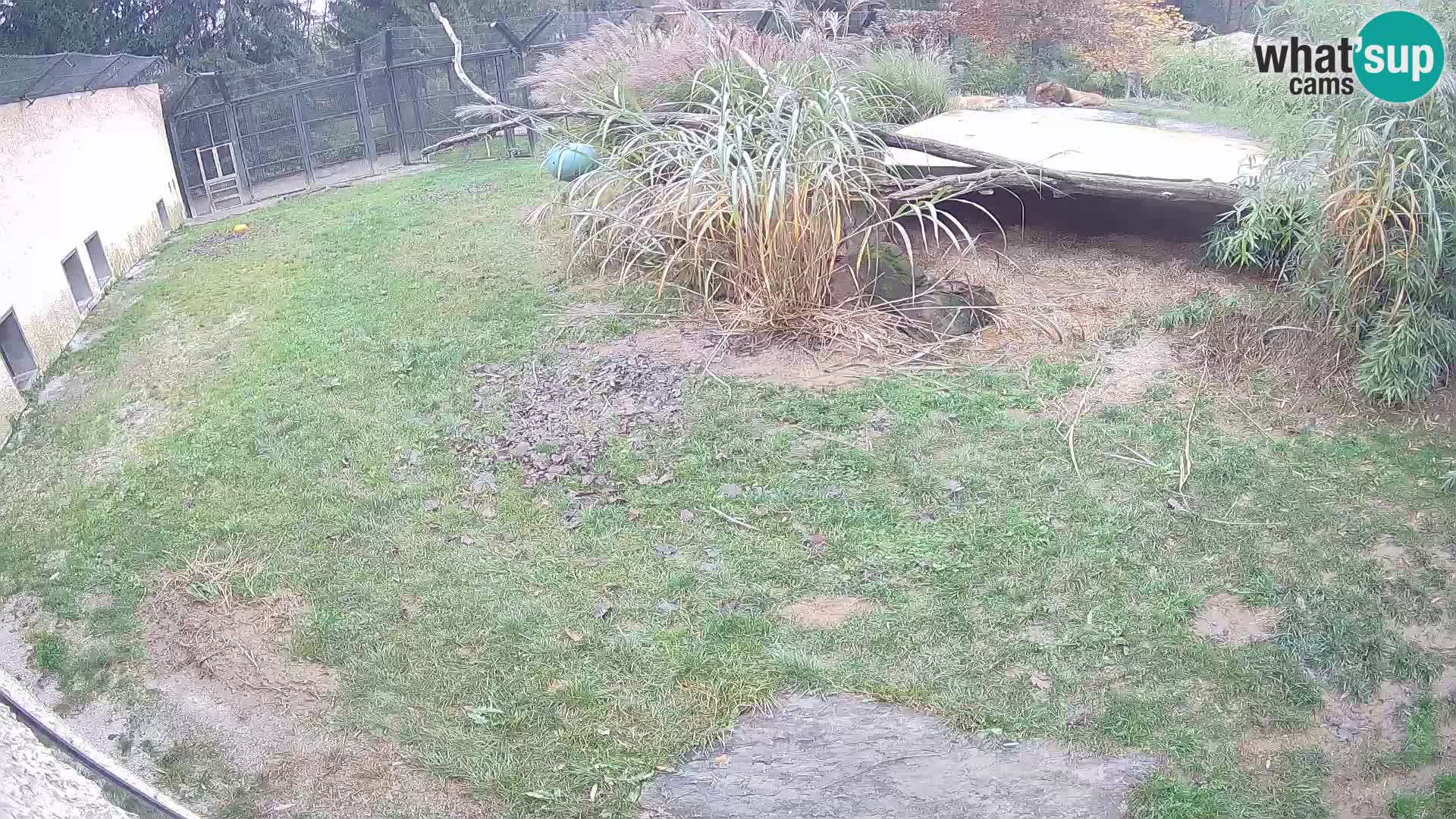 LEONE live Webcam nello zoo di Lubiana – Slovenia