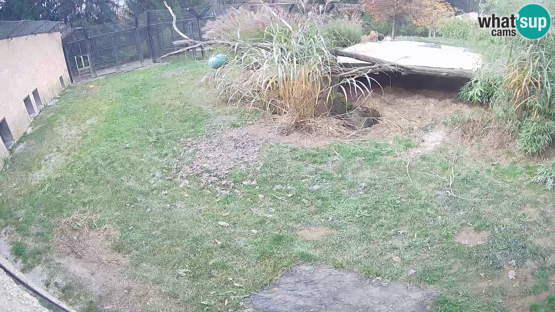 Löwe live Webcam im Zoo von Ljubljana – Slowenien