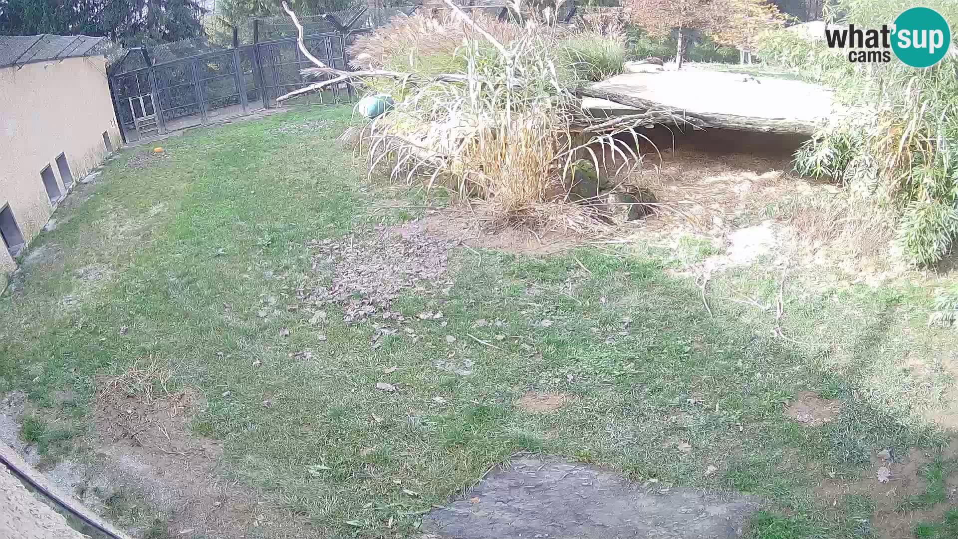 Löwe live Webcam im Zoo von Ljubljana – Slowenien