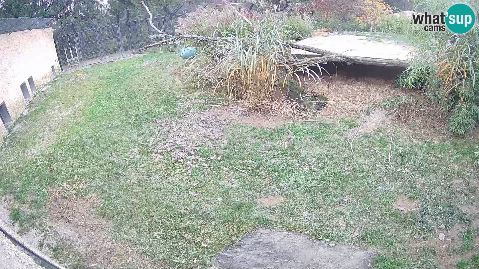 LEON Webcam en vivo en Ljubljana Zoo – Eslovenia