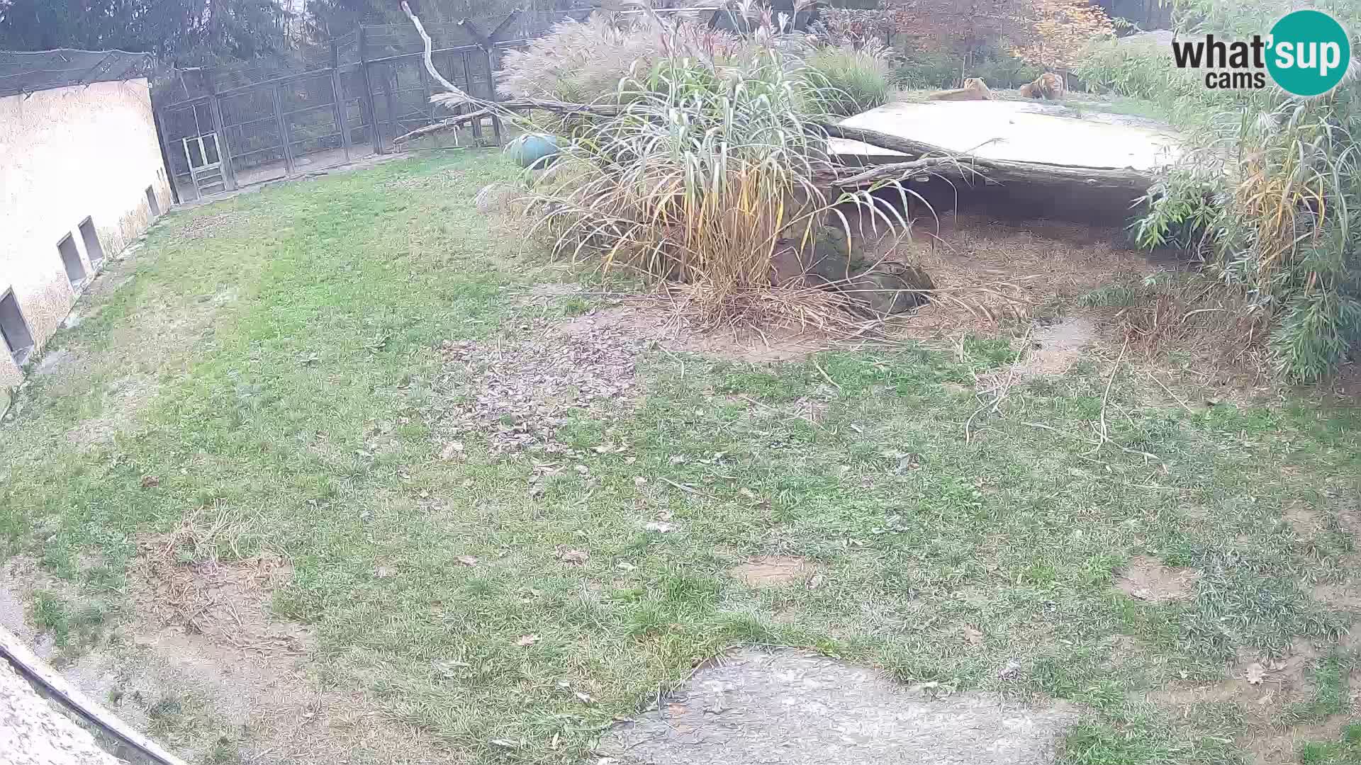Lavovi web kamera uživo u ljubljanskom zoološkom vrtu – Slovenija