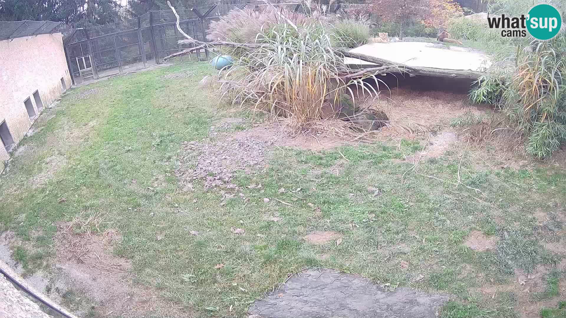 LION webcam en direct du zoo de Ljubljana – Slovénie