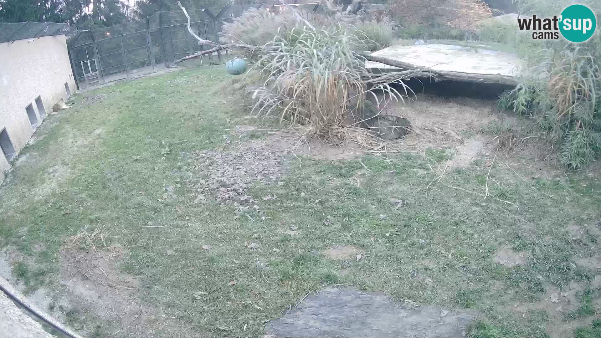 Löwe live Webcam im Zoo von Ljubljana – Slowenien