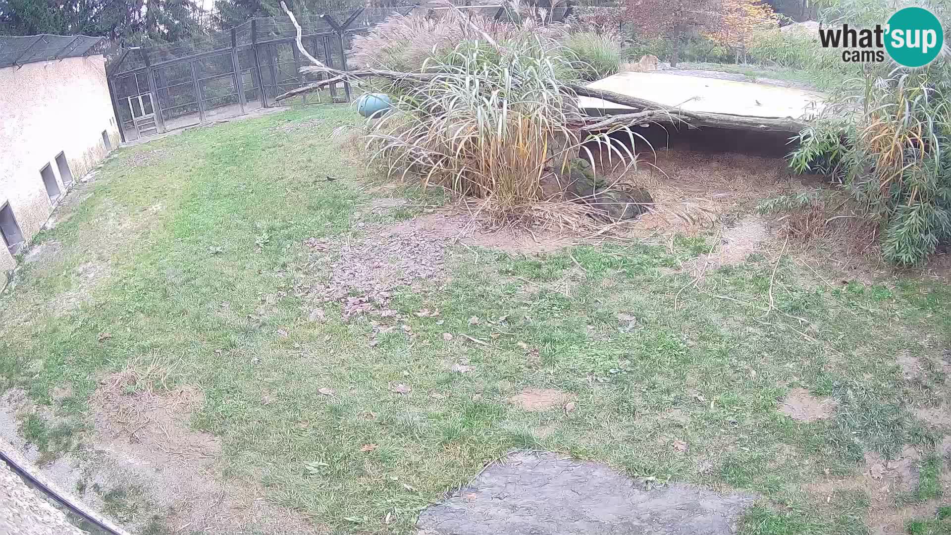 LION webcam en direct du zoo de Ljubljana – Slovénie