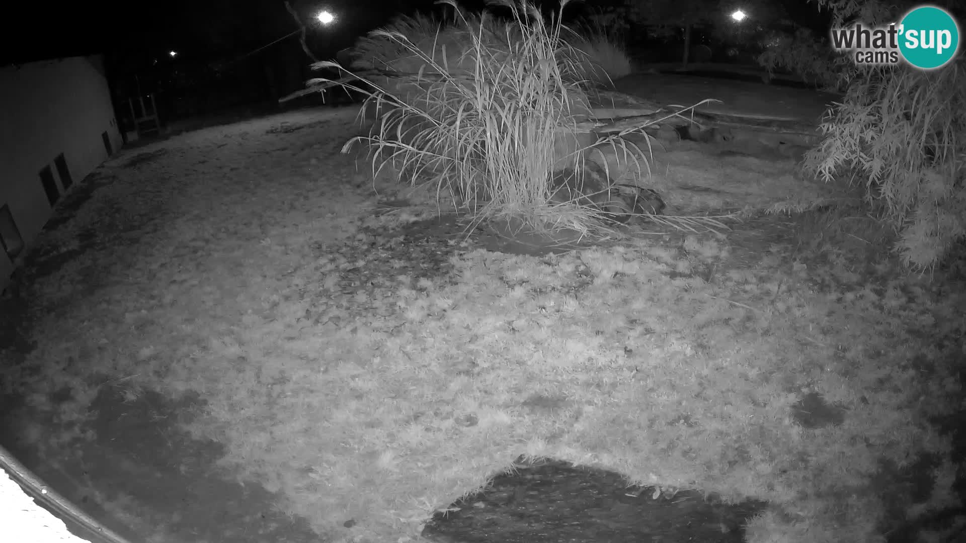 LEON Webcam en vivo en Ljubljana Zoo – Eslovenia