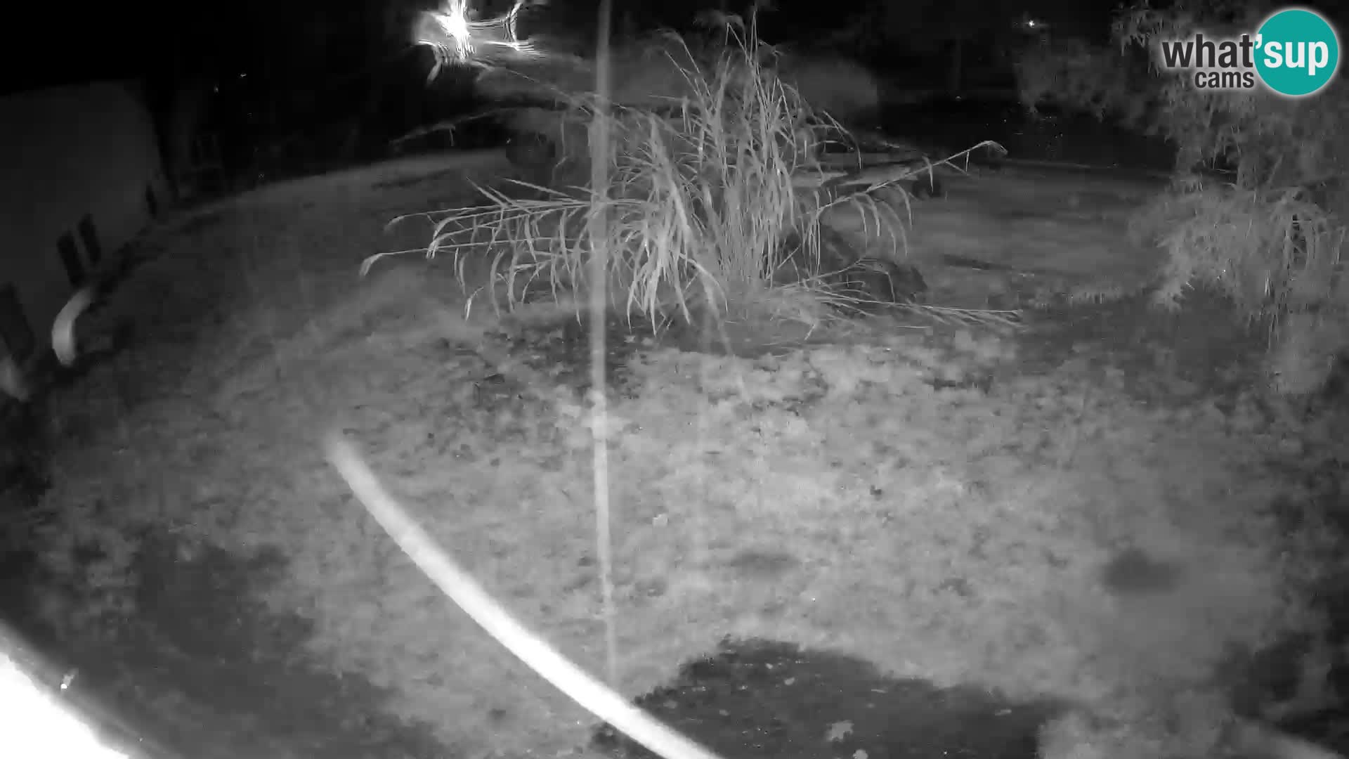 LION webcam en direct du zoo de Ljubljana – Slovénie