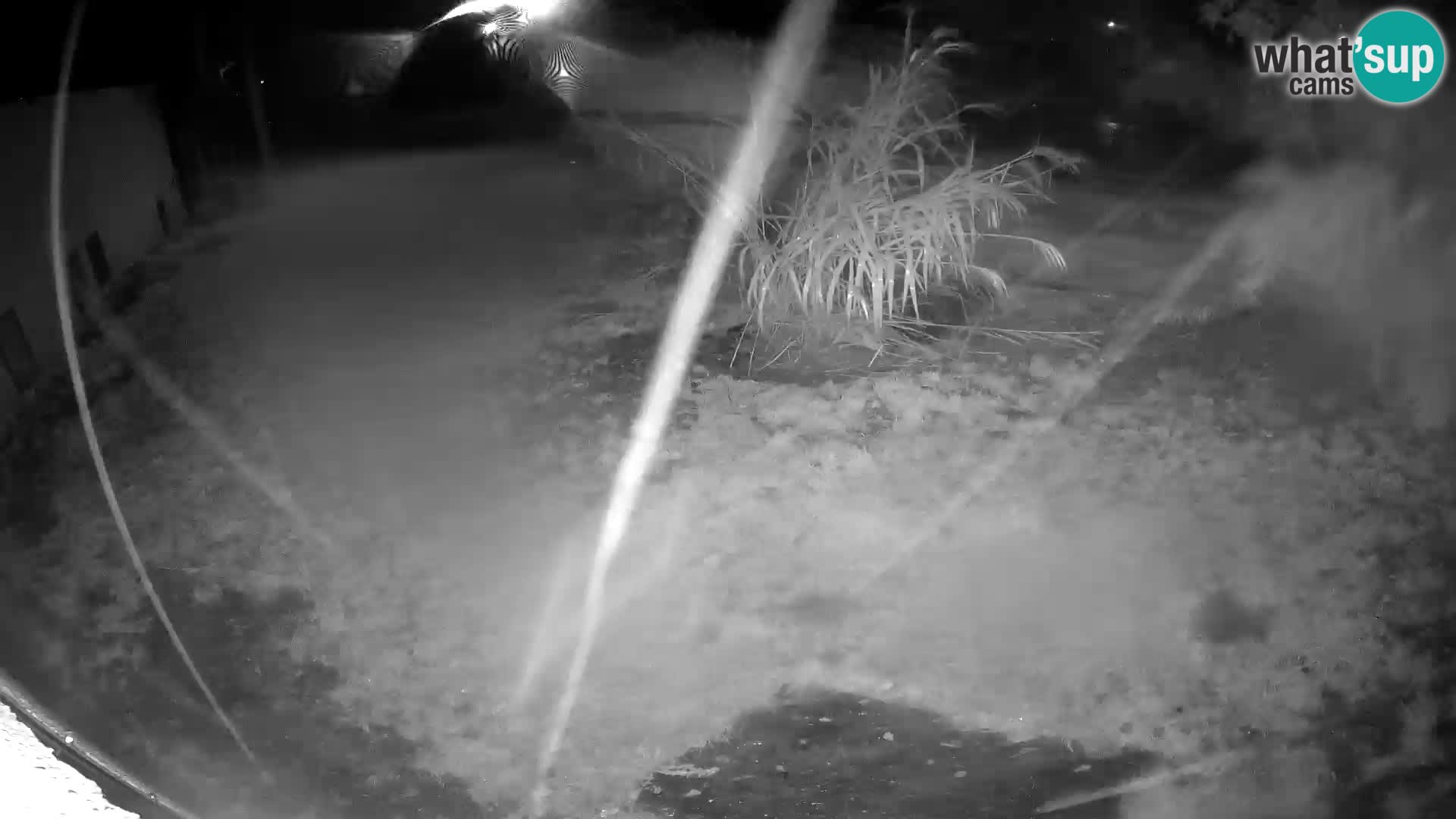 LEVI spletna kamera v živalskem vrtu Ljubljana Zoo