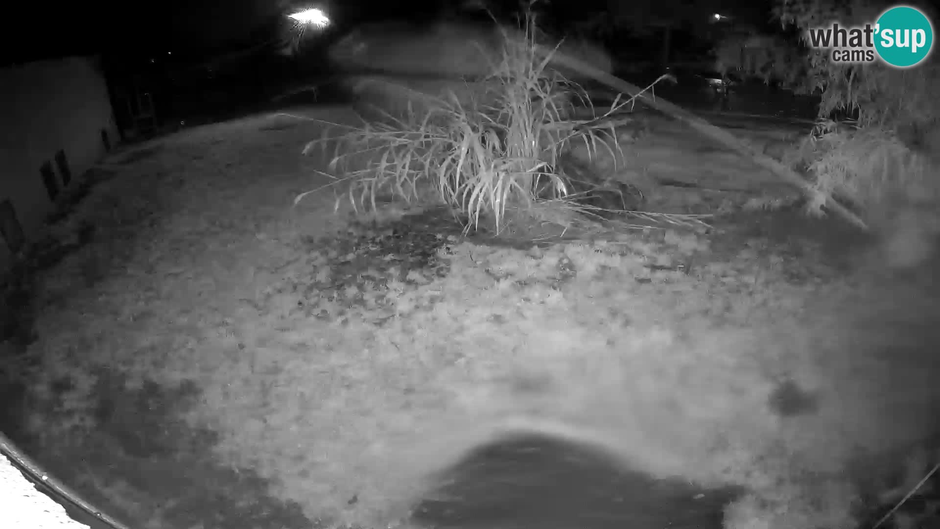 LION webcam en direct du zoo de Ljubljana – Slovénie