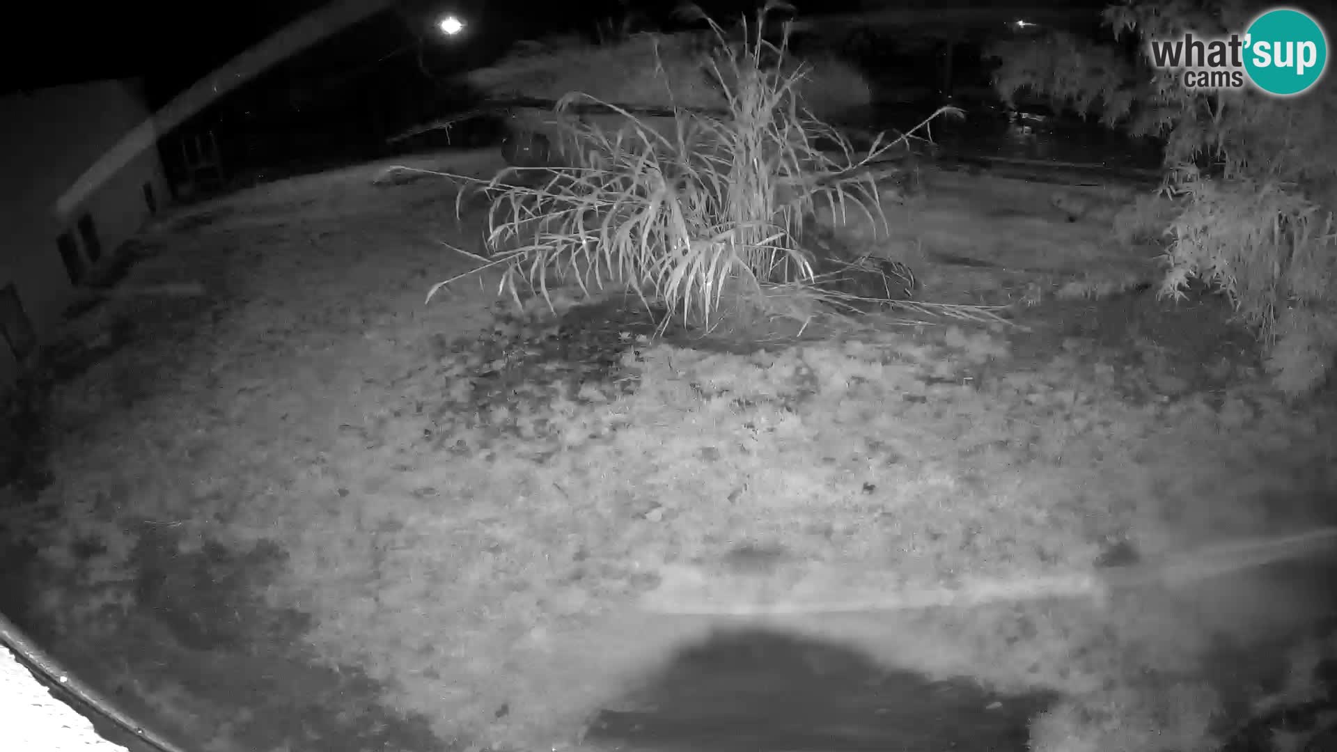 Lavovi web kamera uživo u ljubljanskom zoološkom vrtu – Slovenija