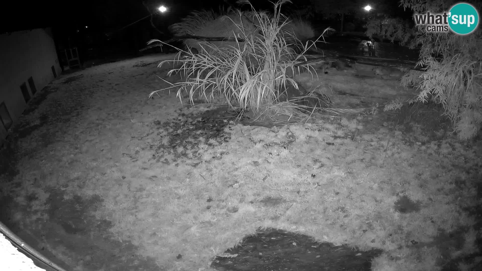 LION live Webcam in Ljubljana Zoo – Slovenia