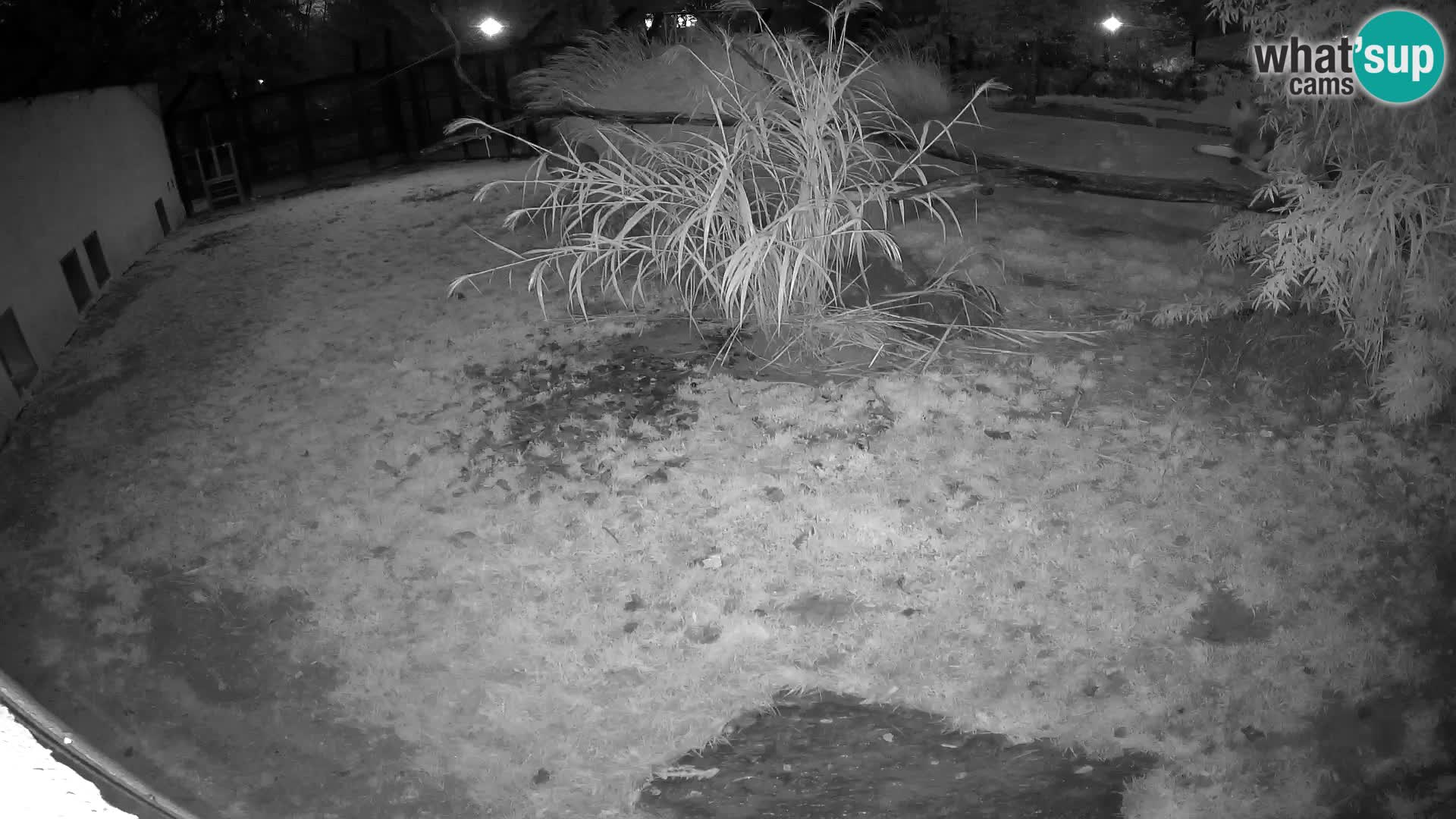 Lavovi web kamera uživo u ljubljanskom zoološkom vrtu – Slovenija