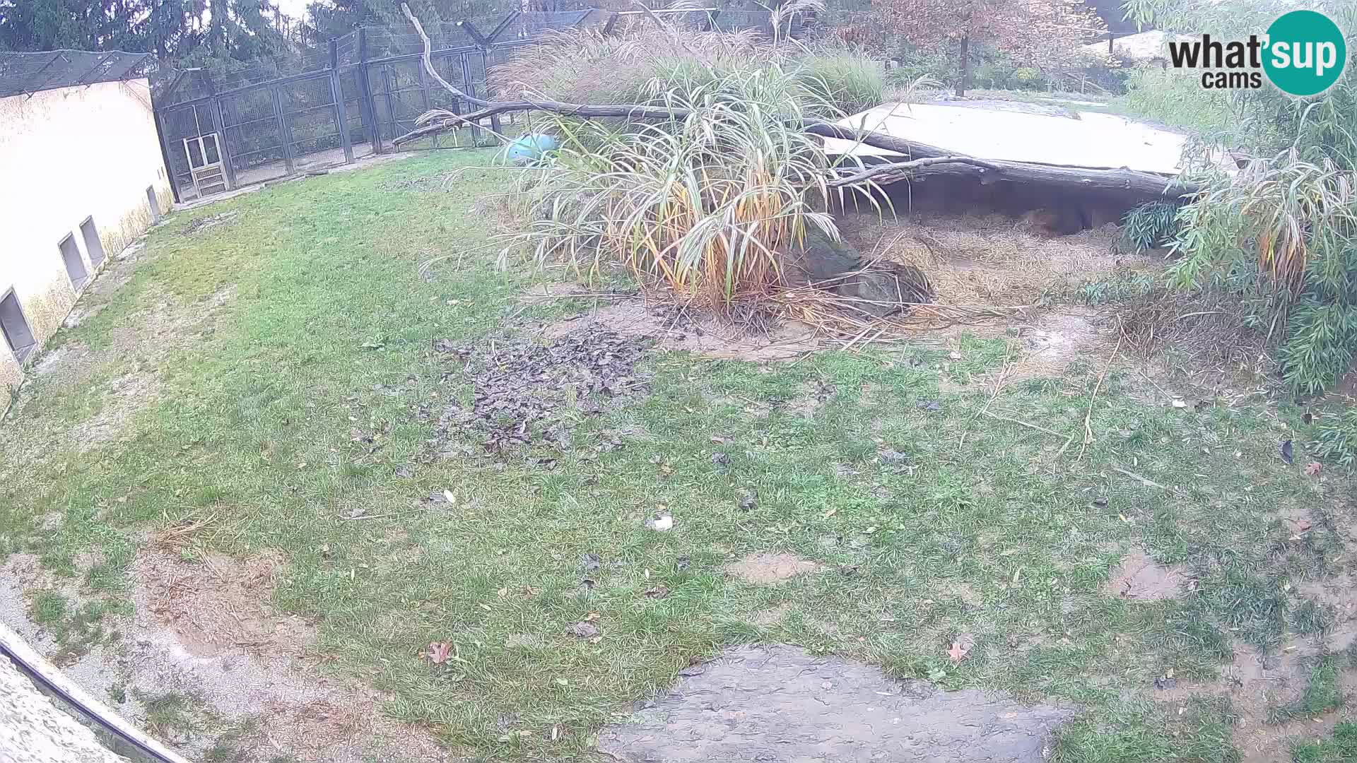 LEONE live Webcam nello zoo di Lubiana – Slovenia