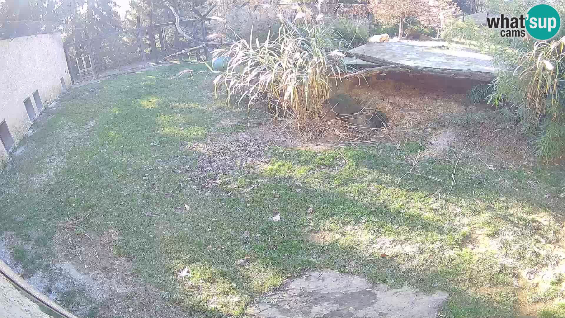 Lavovi web kamera uživo u ljubljanskom zoološkom vrtu – Slovenija