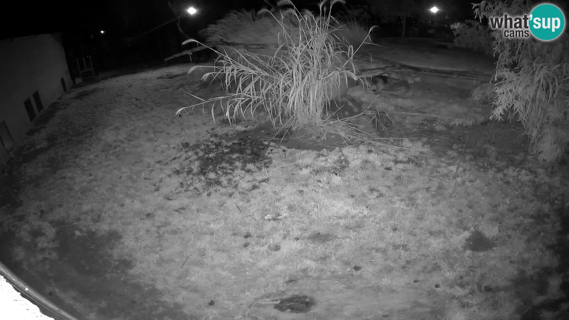 LEON Webcam en vivo en Ljubljana Zoo – Eslovenia