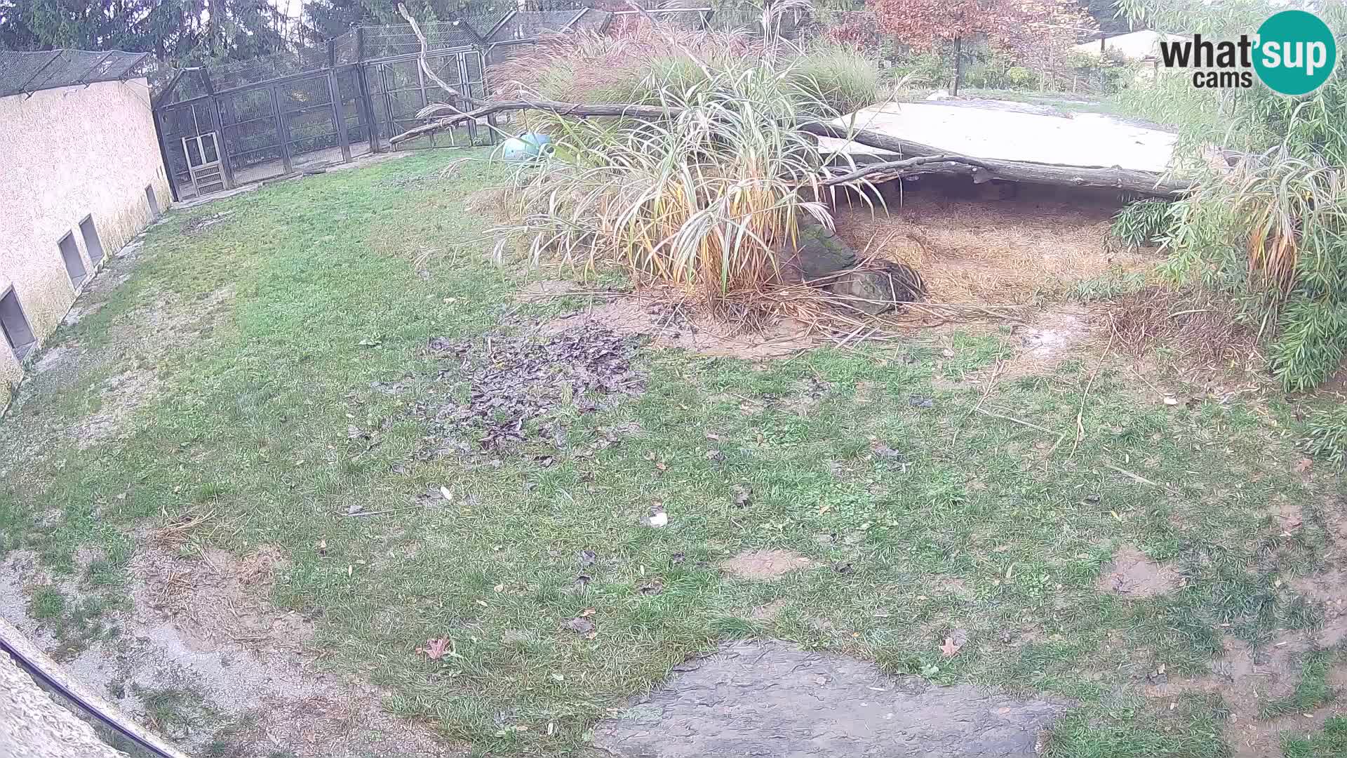 Löwe live Webcam im Zoo von Ljubljana – Slowenien