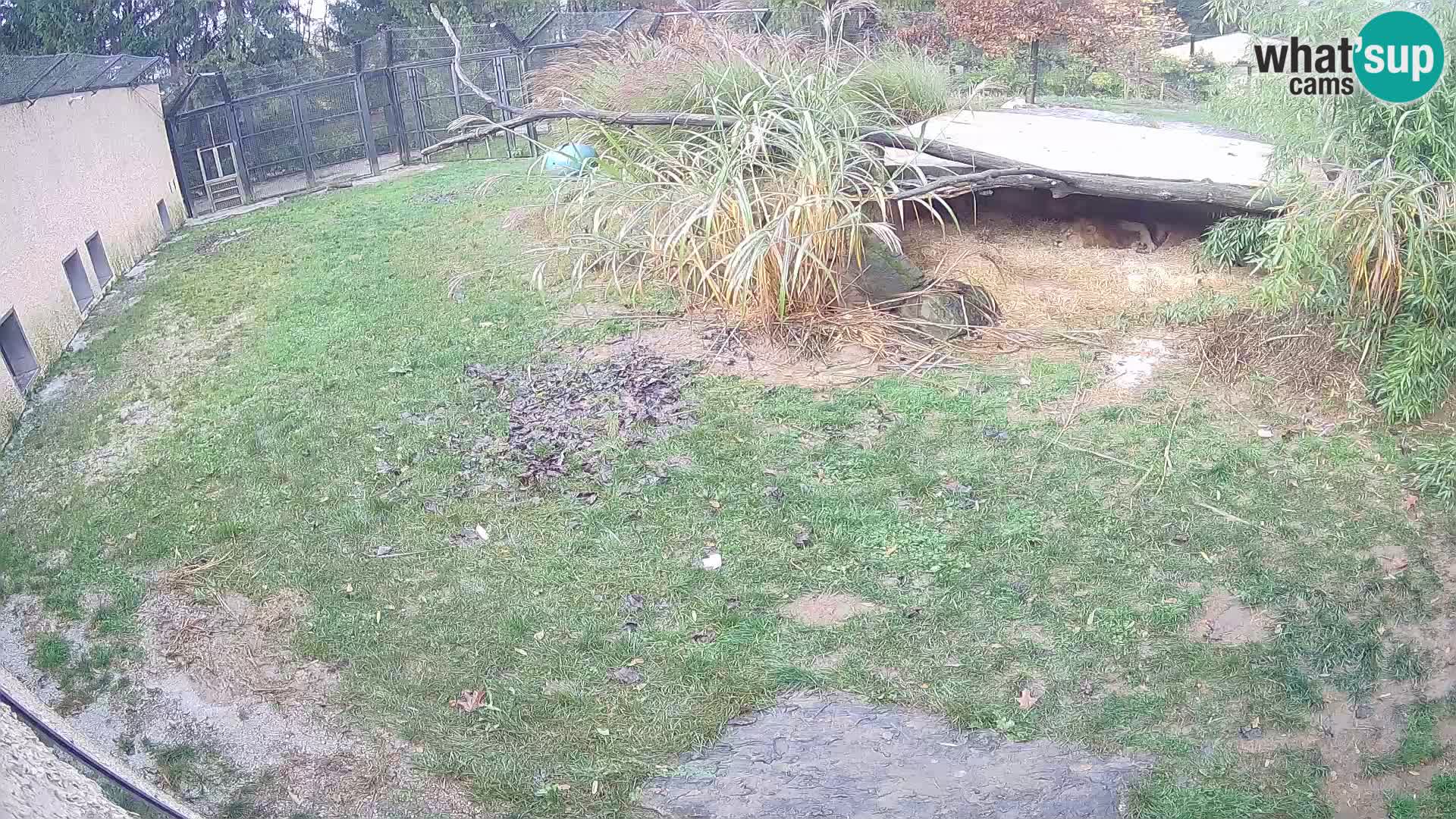 LION live Webcam in Ljubljana Zoo – Slovenia