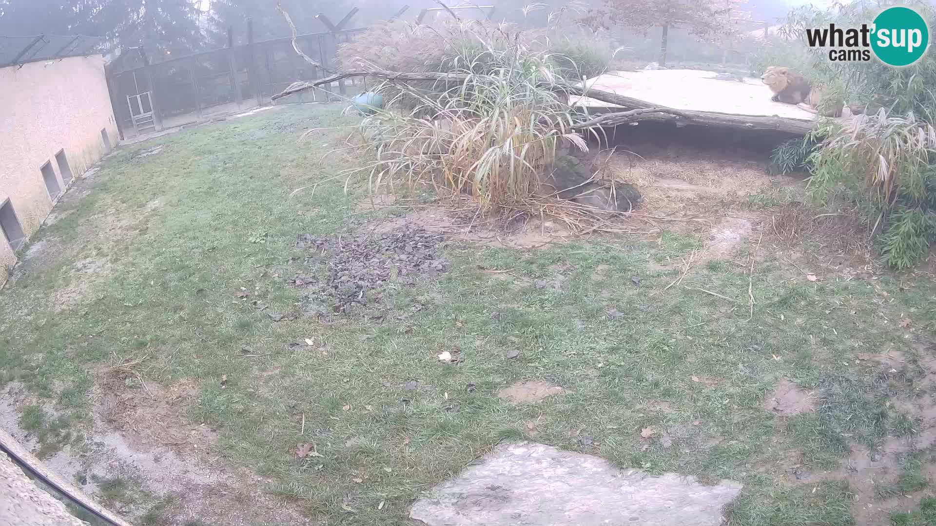 LEON Webcam en vivo en Ljubljana Zoo – Eslovenia