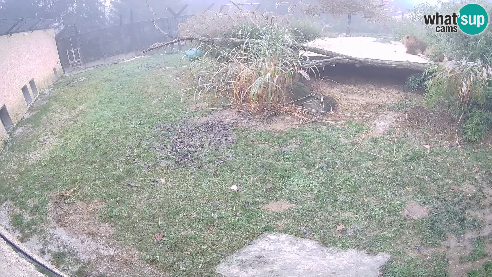 LEON Webcam en vivo en Ljubljana Zoo – Eslovenia