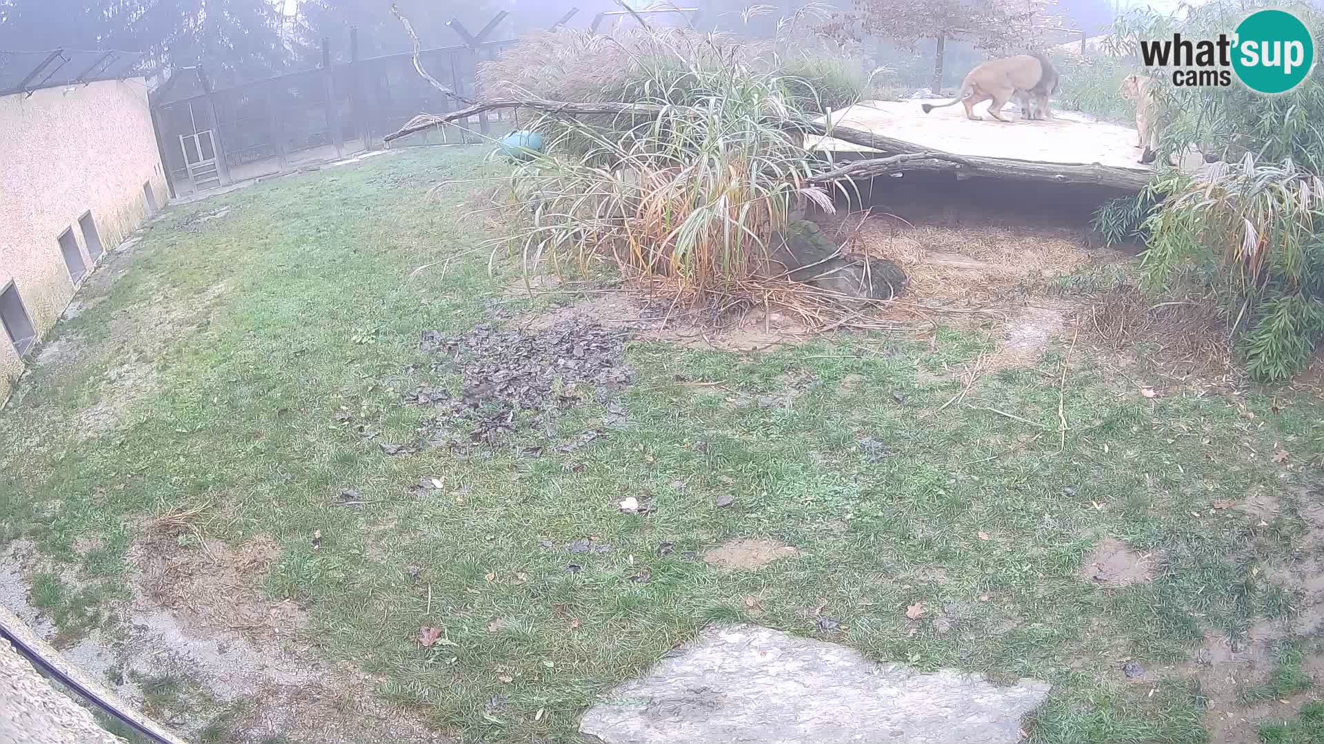 Lavovi web kamera uživo u ljubljanskom zoološkom vrtu – Slovenija