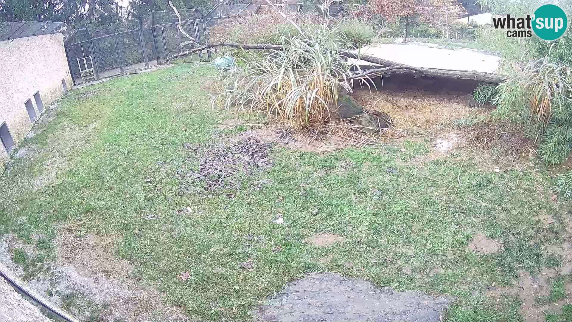 LEVI spletna kamera v živalskem vrtu Ljubljana Zoo