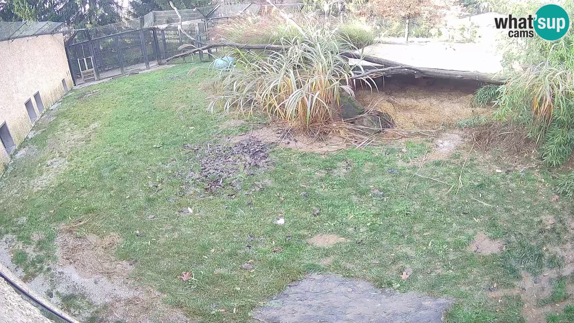 LION webcam en direct du zoo de Ljubljana – Slovénie