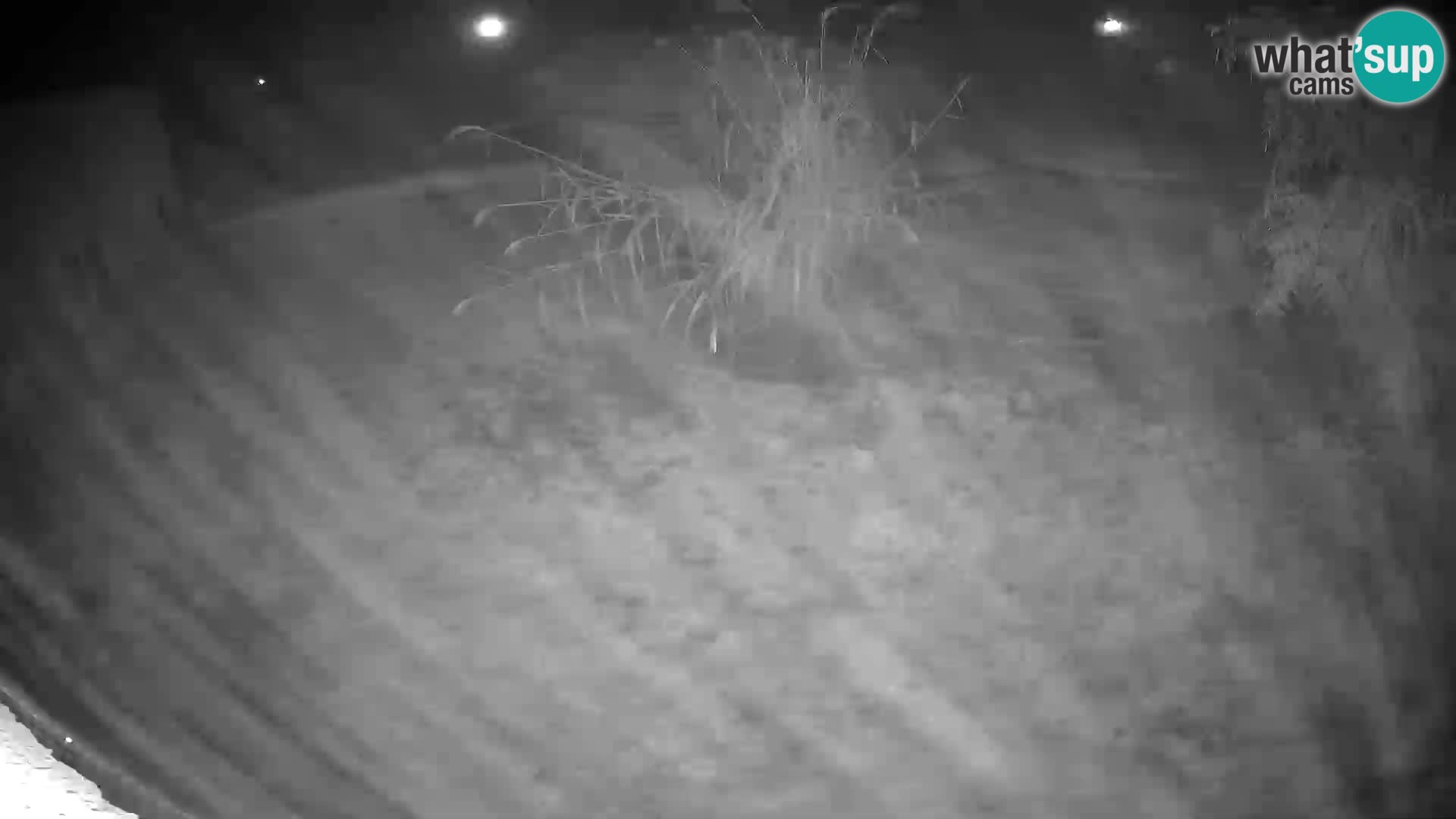 LION live Webcam in Ljubljana Zoo – Slovenia