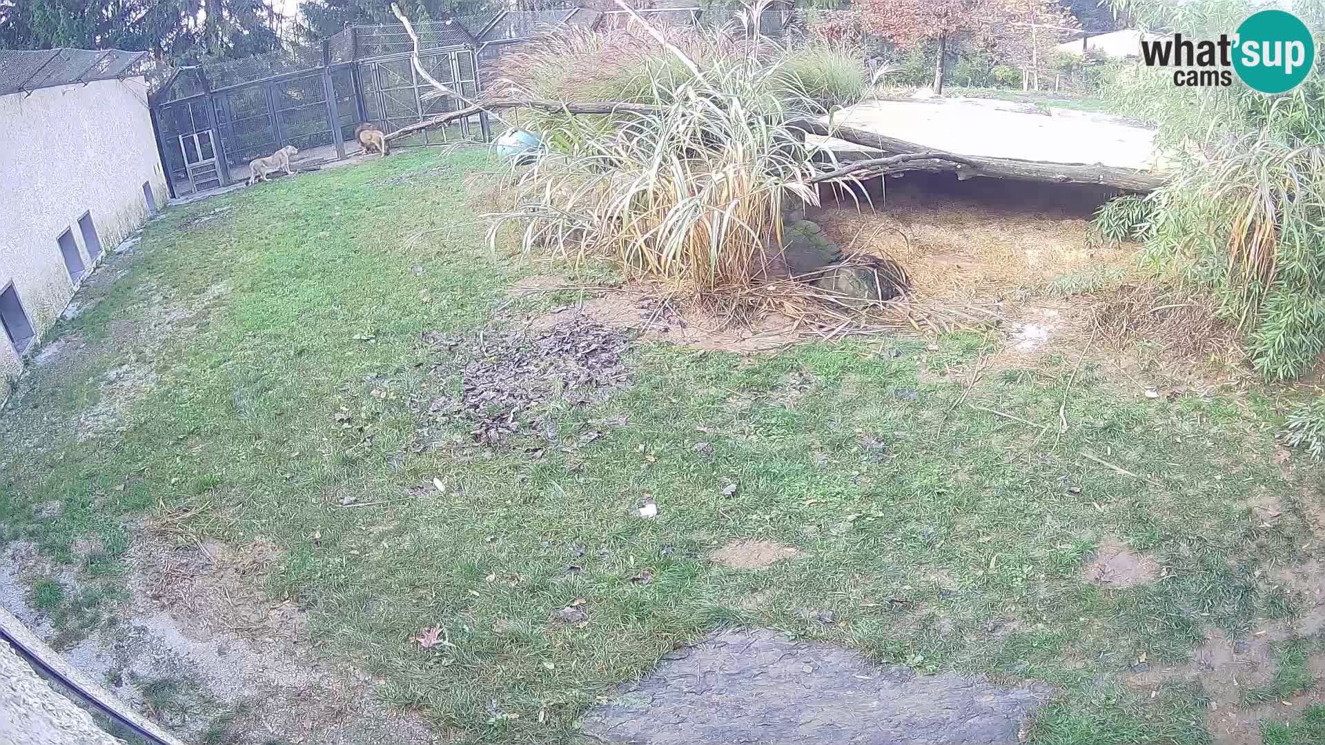 LEONE live Webcam nello zoo di Lubiana – Slovenia
