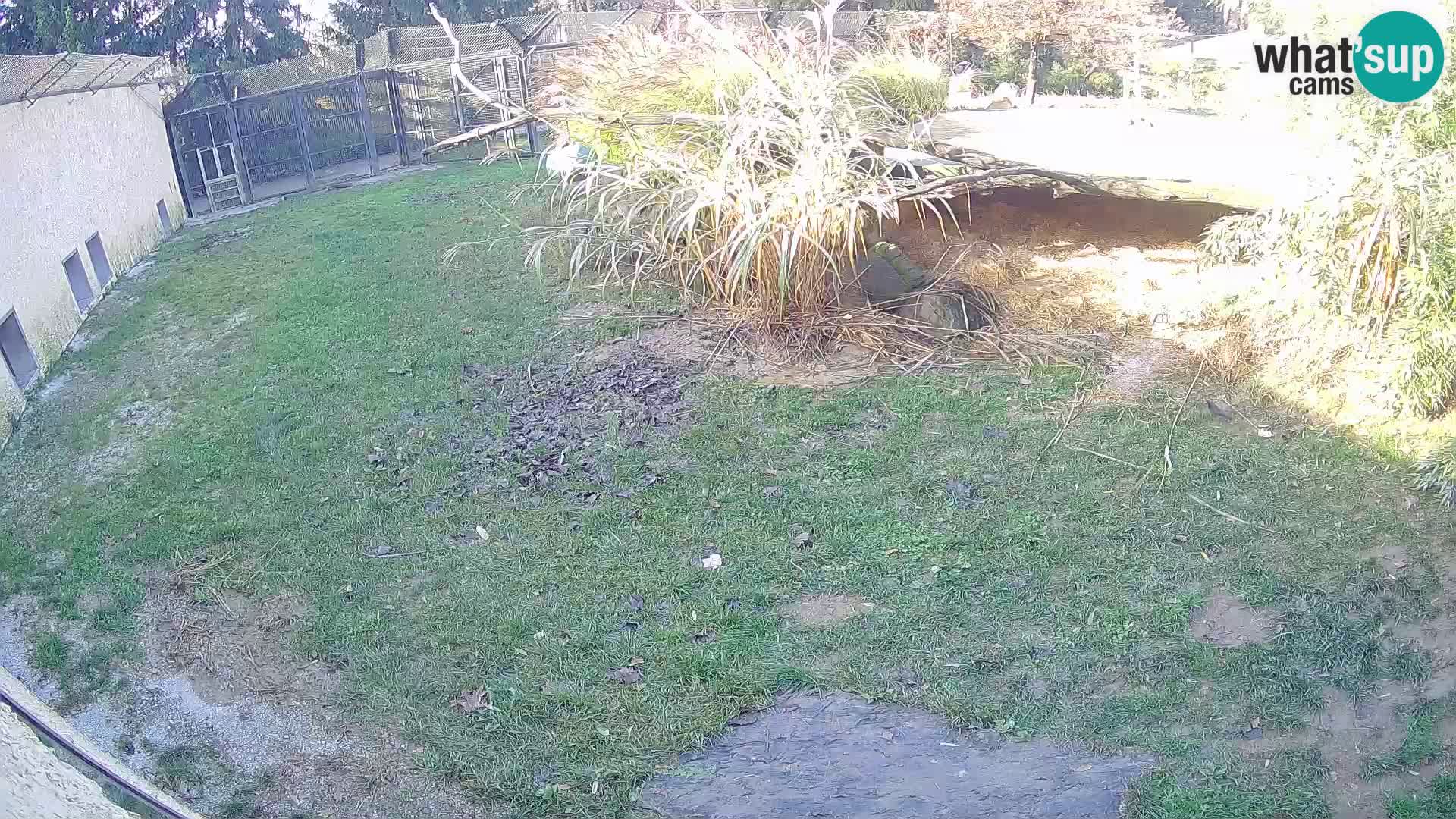 Lavovi web kamera uživo u ljubljanskom zoološkom vrtu – Slovenija