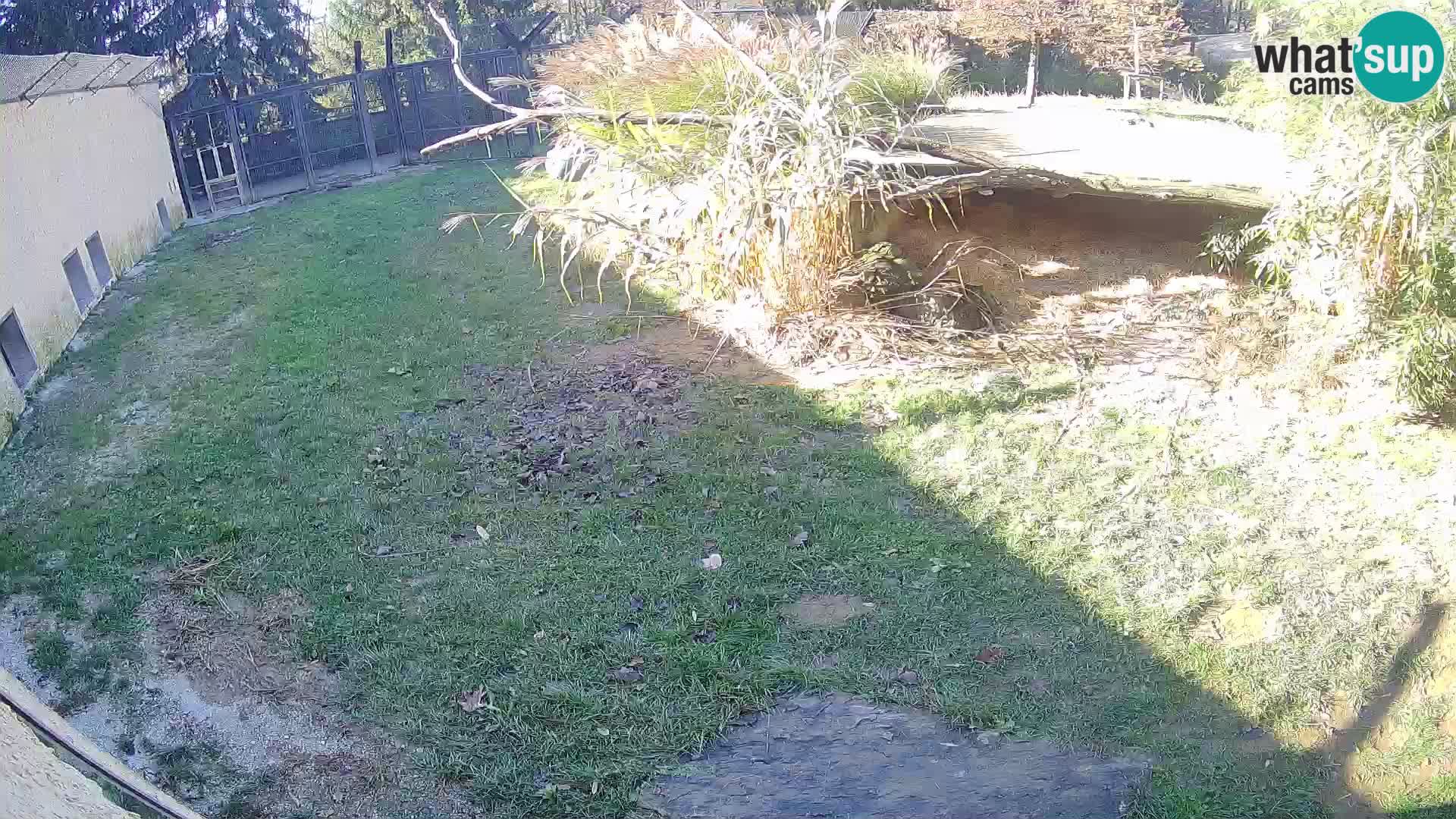 LION live Webcam in Ljubljana Zoo – Slovenia