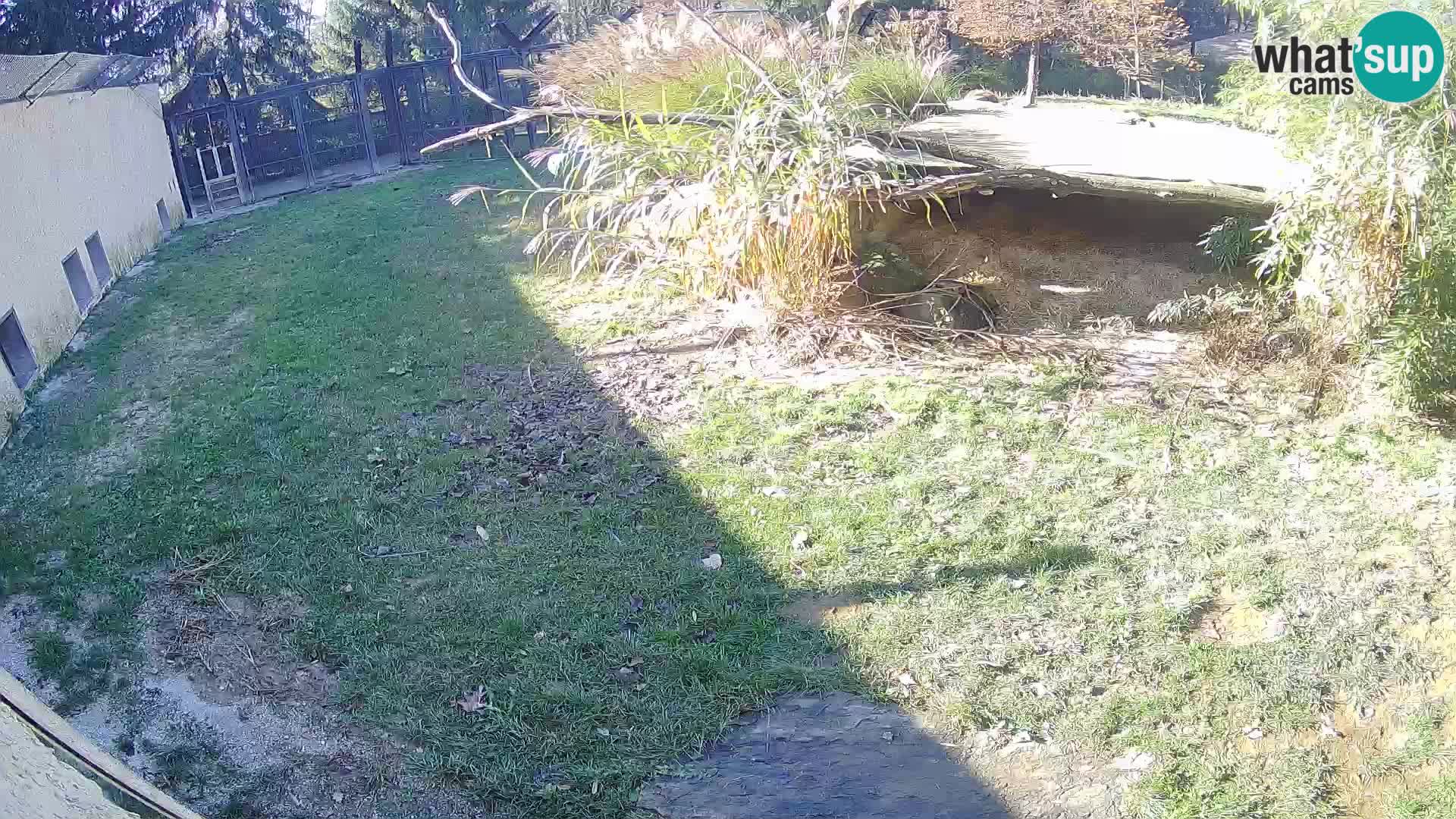 Löwe live Webcam im Zoo von Ljubljana – Slowenien