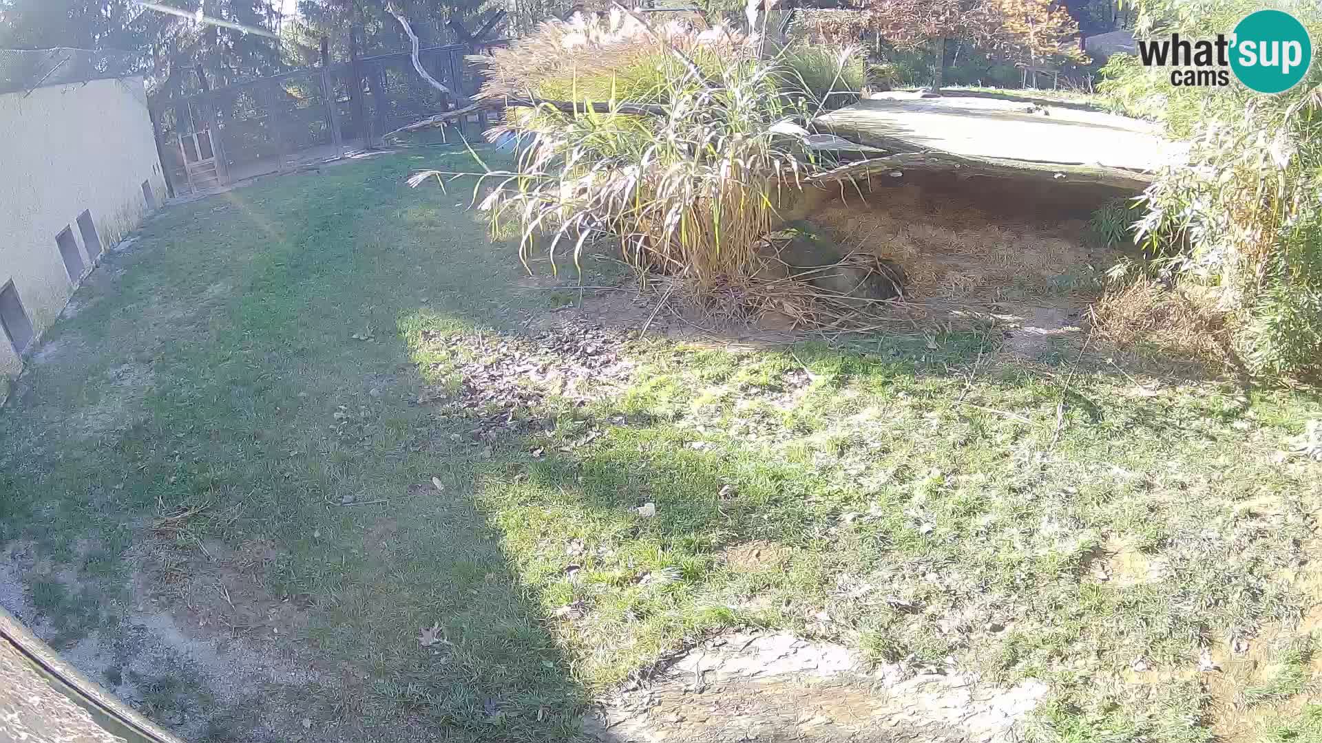 Lavovi web kamera uživo u ljubljanskom zoološkom vrtu – Slovenija