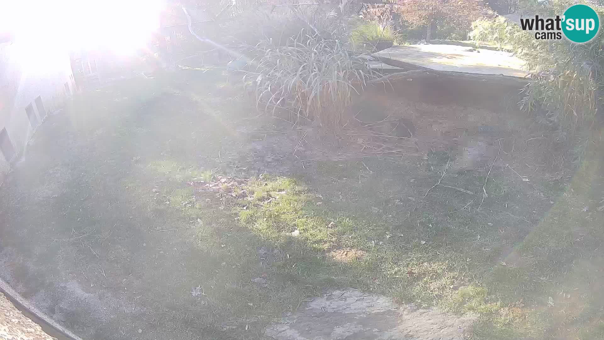 LEONE live Webcam nello zoo di Lubiana – Slovenia